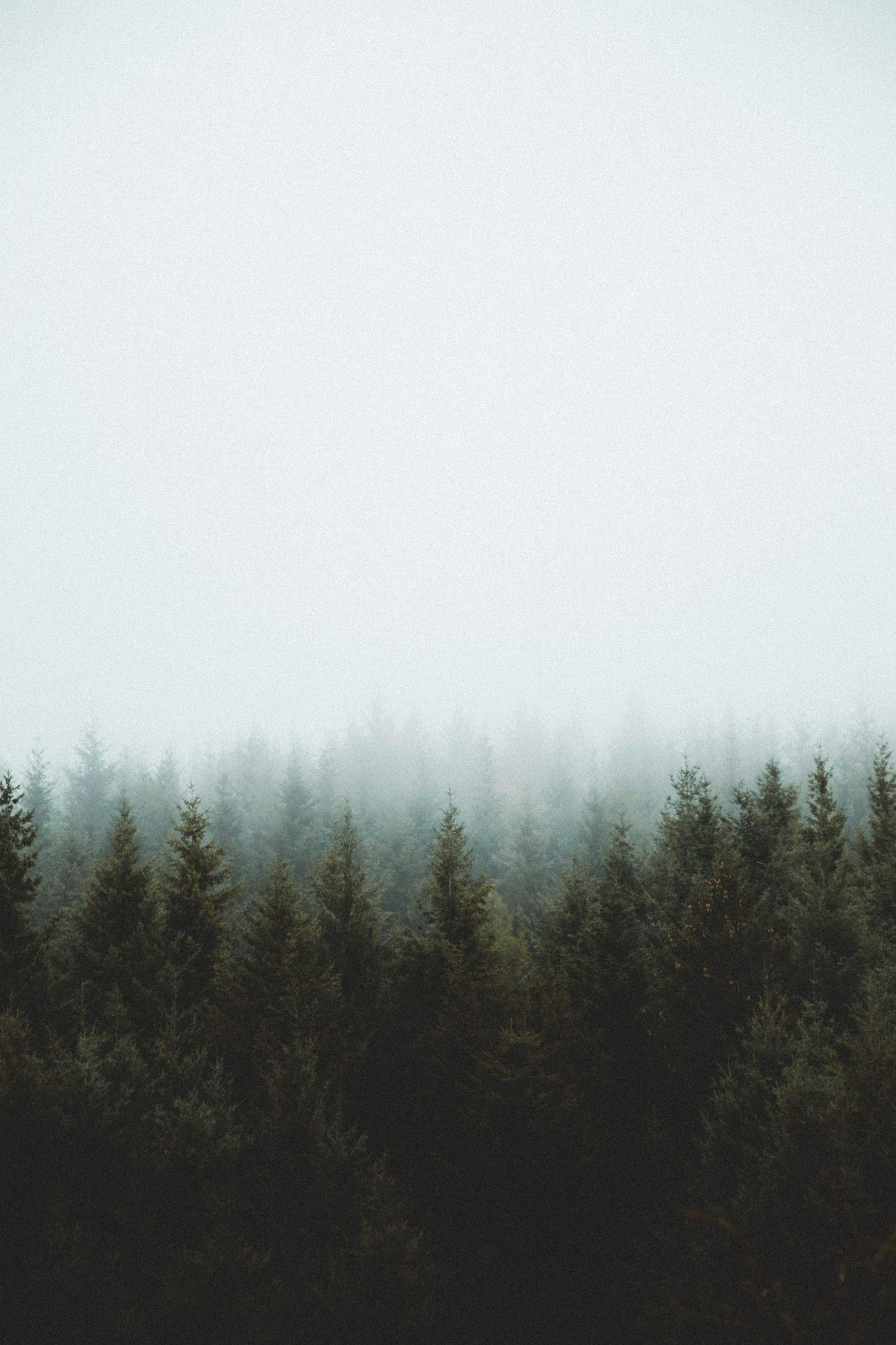 Stunning Misty Forest Picture. Download Free Image