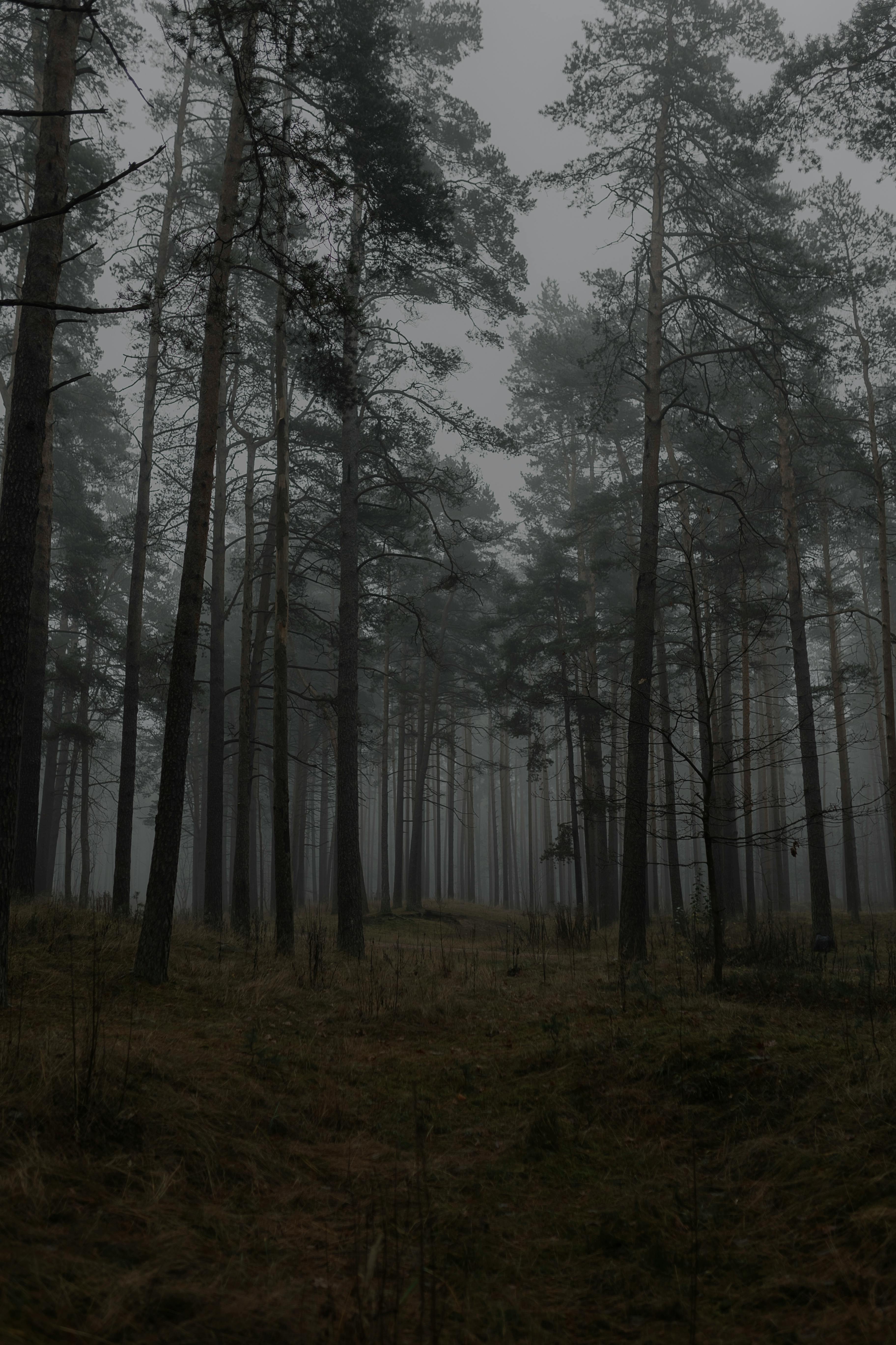 Woods on a Foggy Day · Free