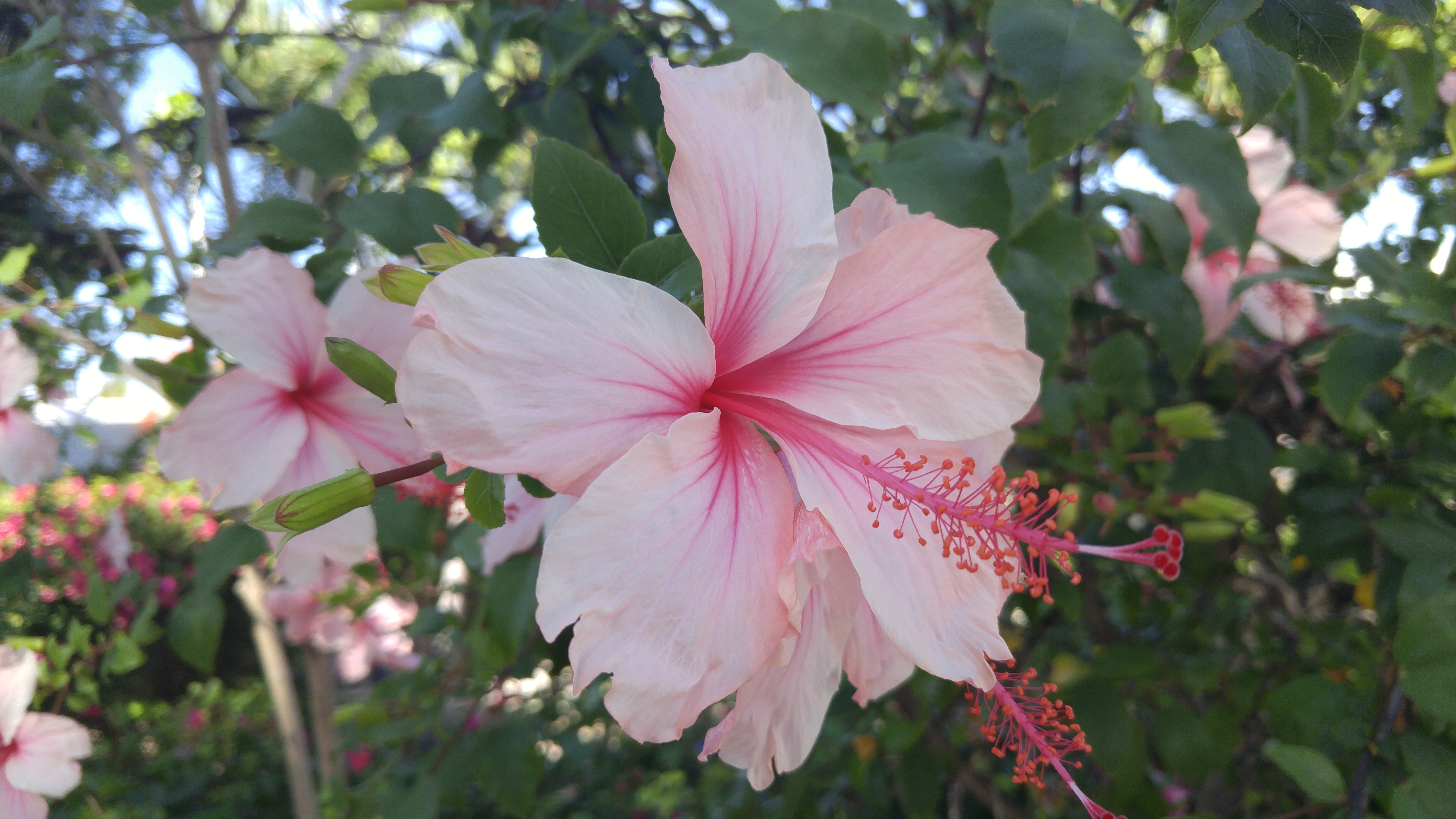 Download Nature Hibiscus 4k Ultra HD Wallpaper
