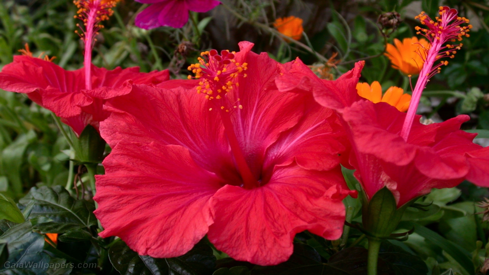 Red Hibiscus wallpaper 1920x1080 Desktop Wallpaper