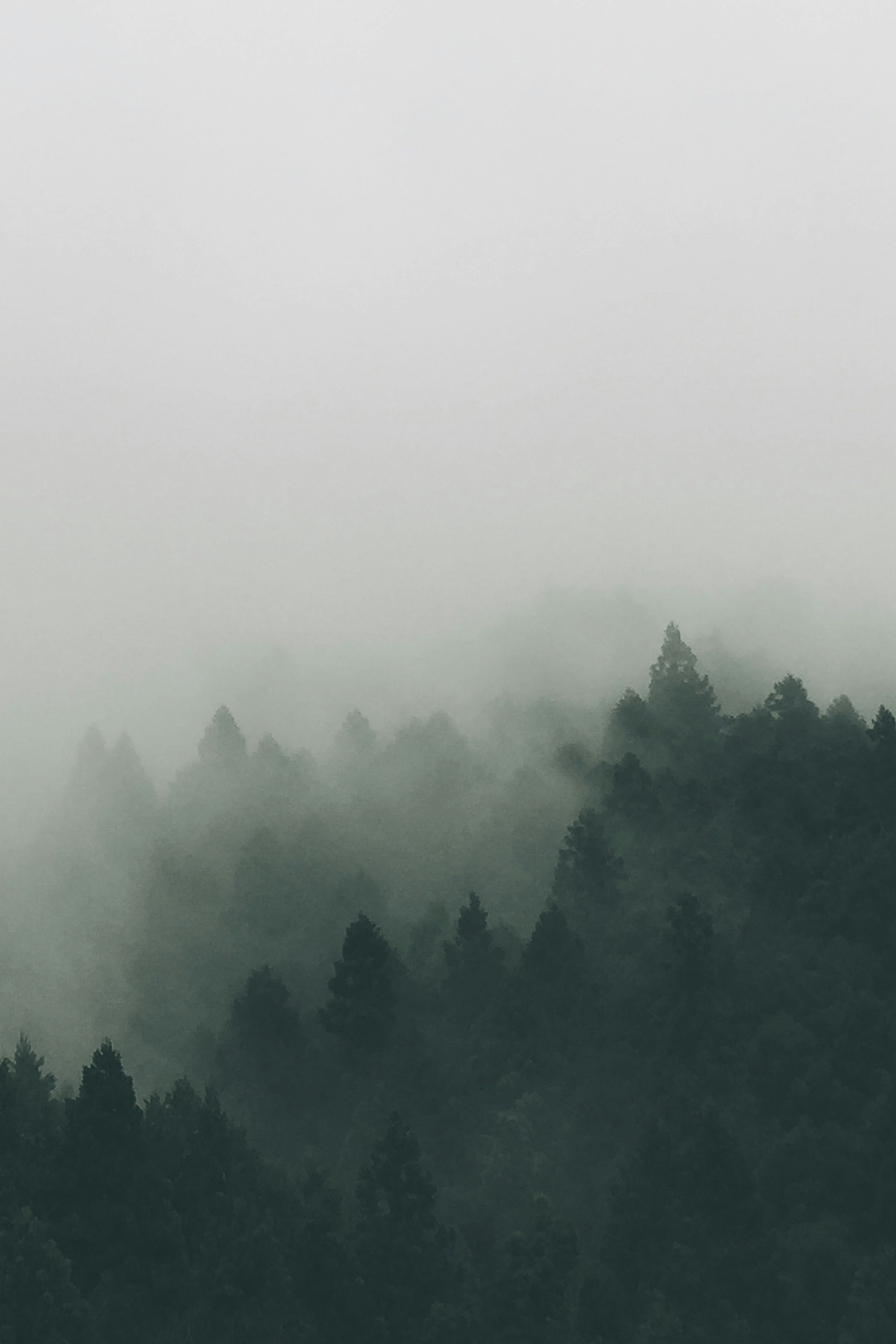 Forest covered with fogs photo