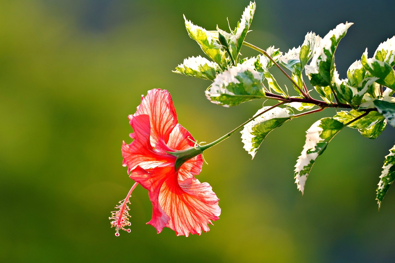 Hibiscus Red Flower