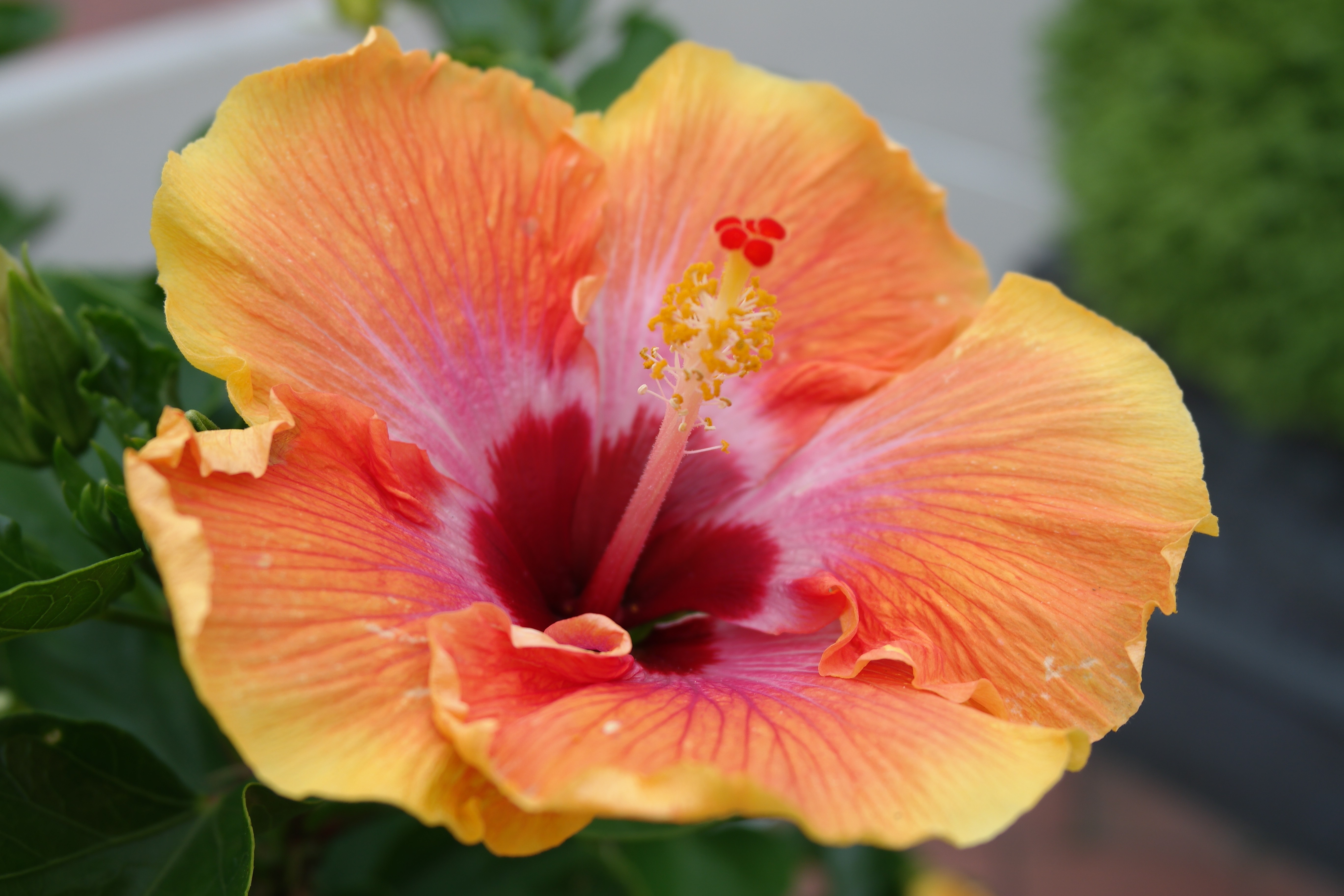 flowers, Hibiscus Wallpaper HD / Desktop and Mobile Background
