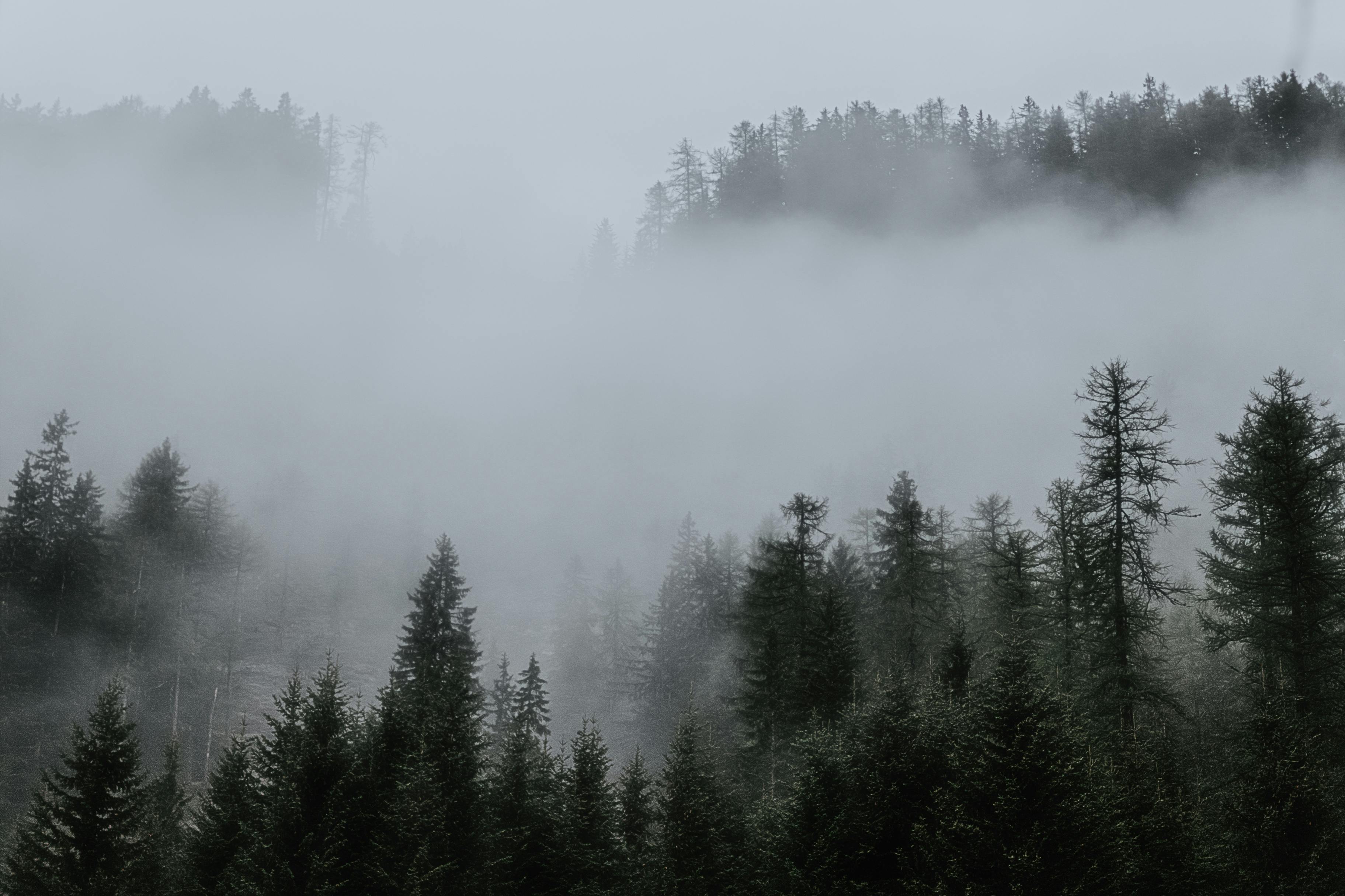 Foggy Forest Photo, Download The BEST Free Foggy Forest & HD Image