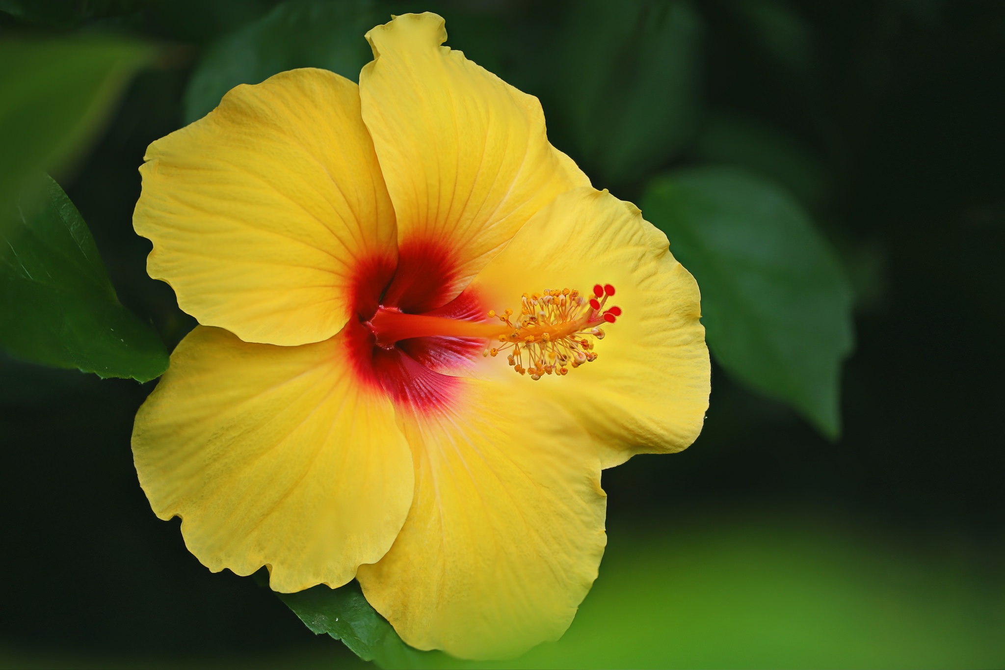 Vibrant Yellow Hibiscus HD Wallpaper