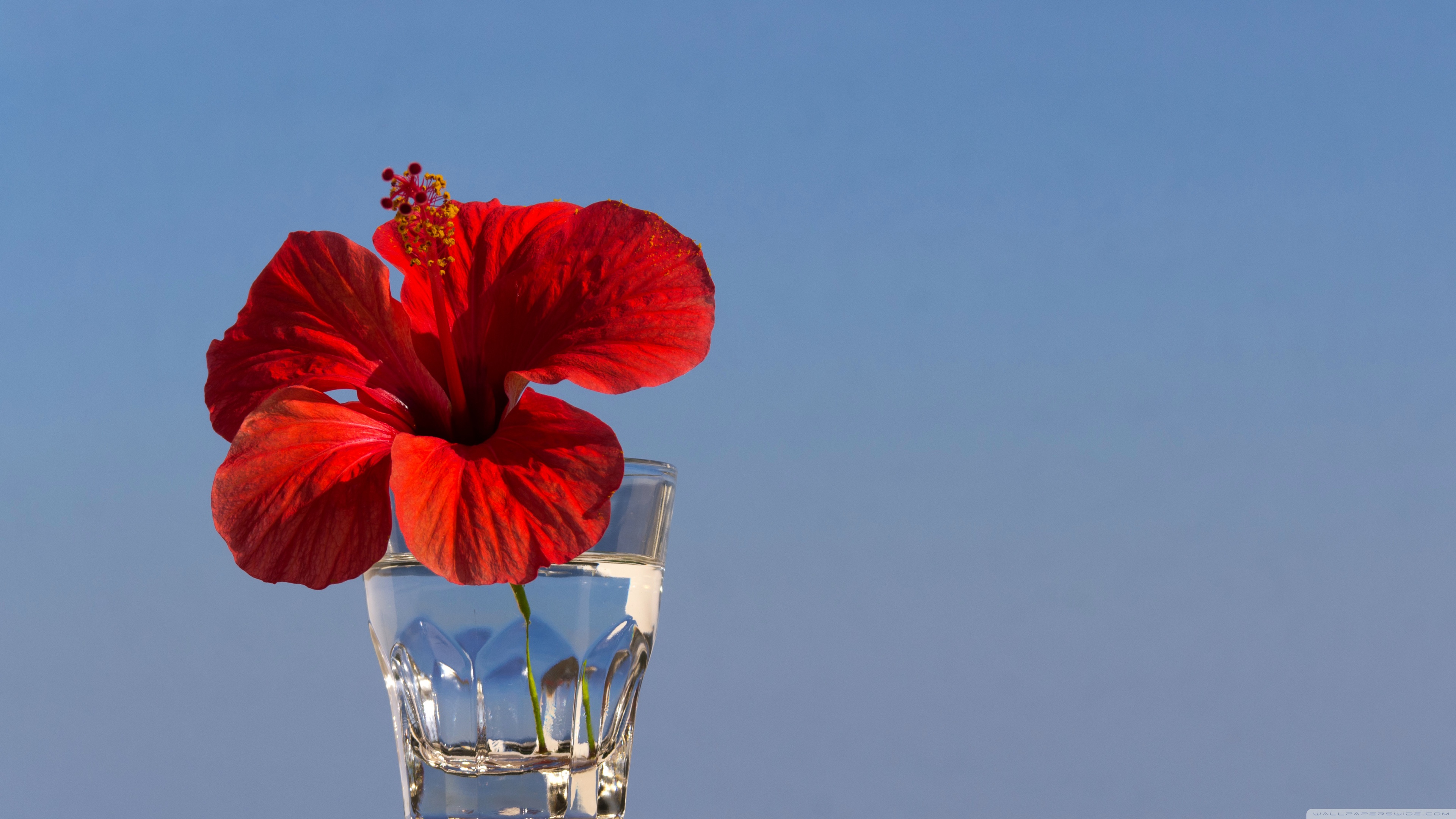Red Hibiscus Flower in a Glass 4K UHD Wallpaper for UltraHD Desktop and TV, Widescreen and UltraWide Display, Smartphone and Tablet Devices