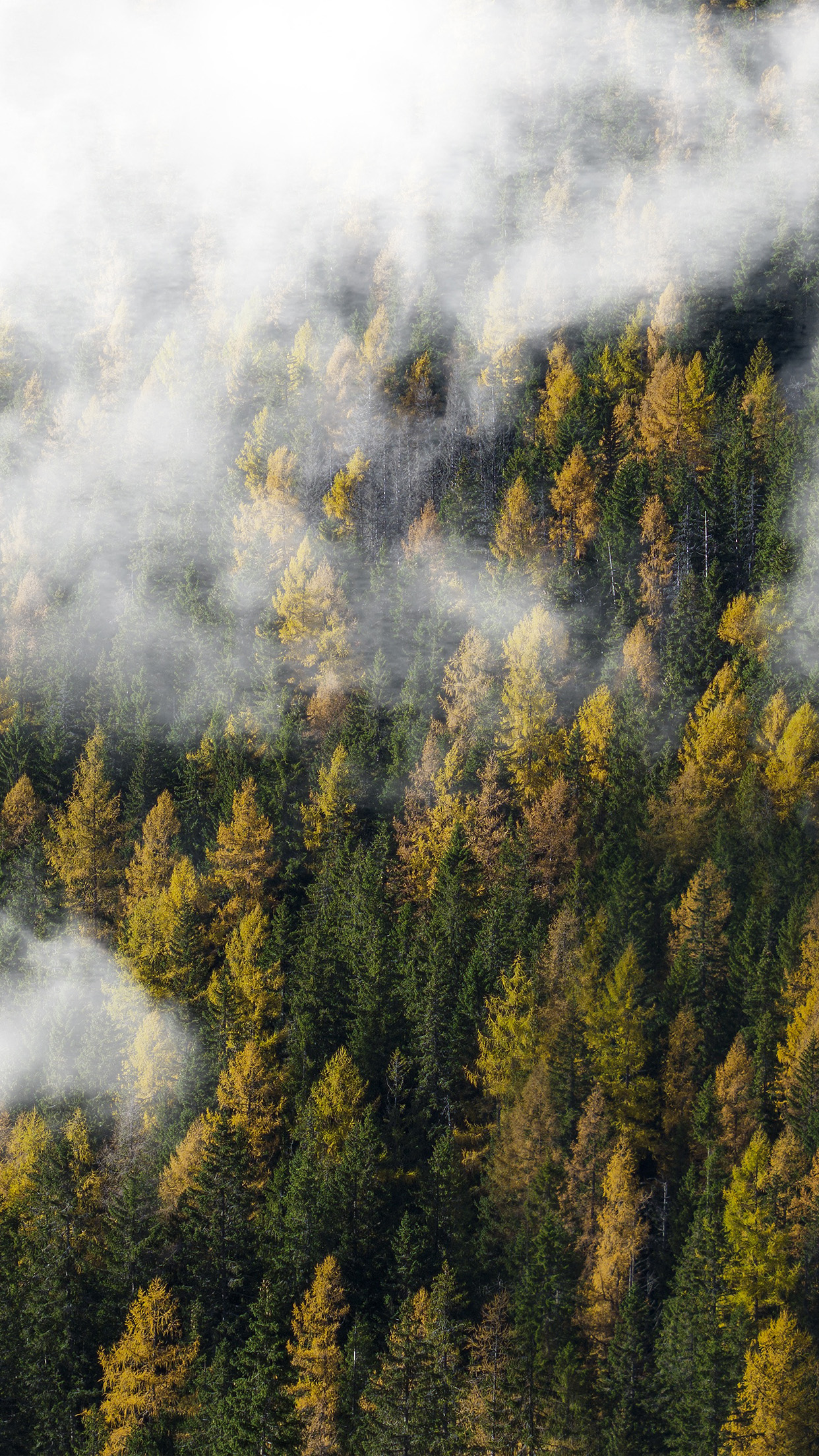 iPhone X wallpaper. forest wood cloud foggy mountain nature