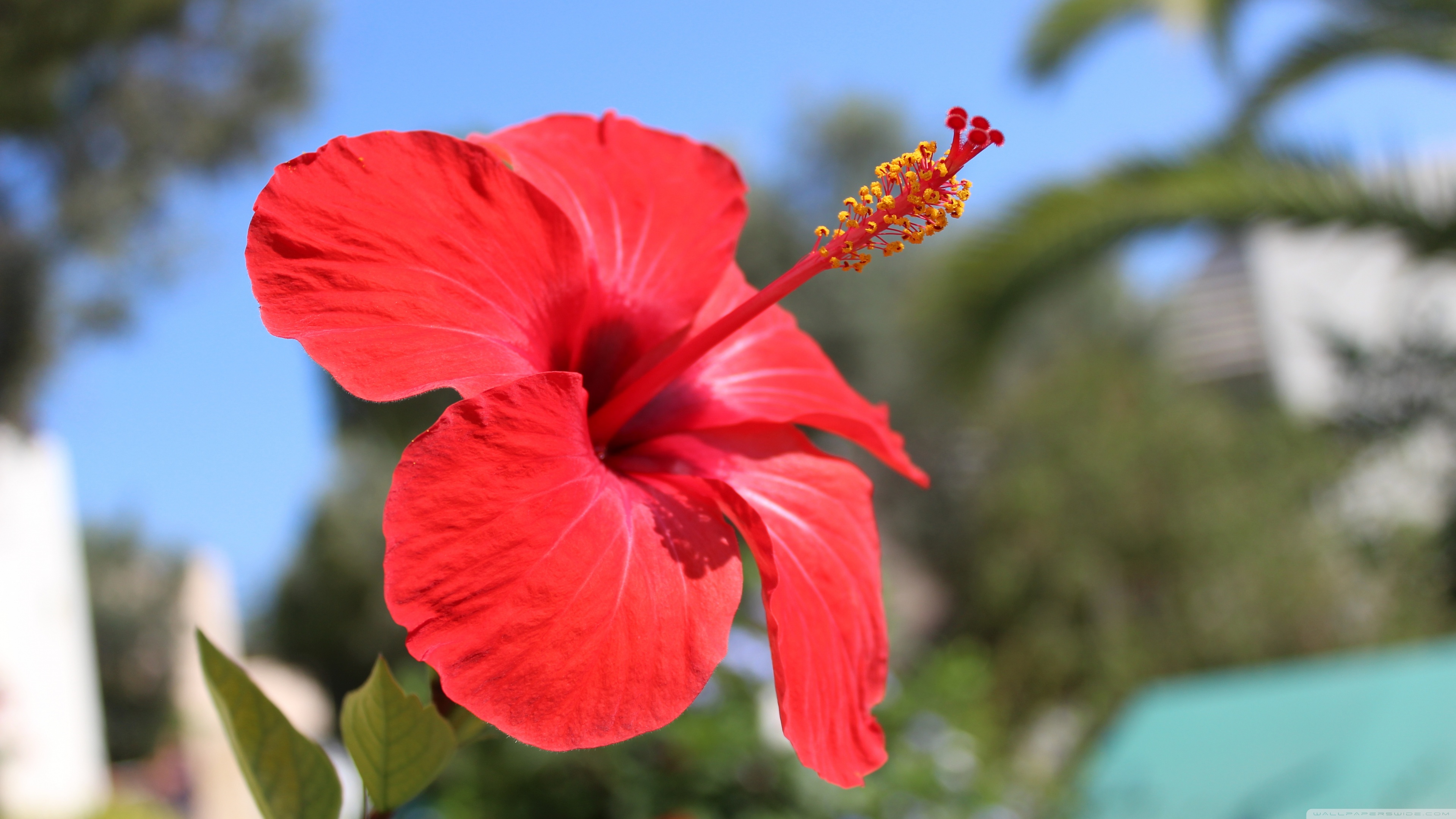 Red Hibiscus Flower 4K UHD Wallpaper for UltraHD Desktop and TV, Widescreen and UltraWide Display, Smartphone and Tablet Devices