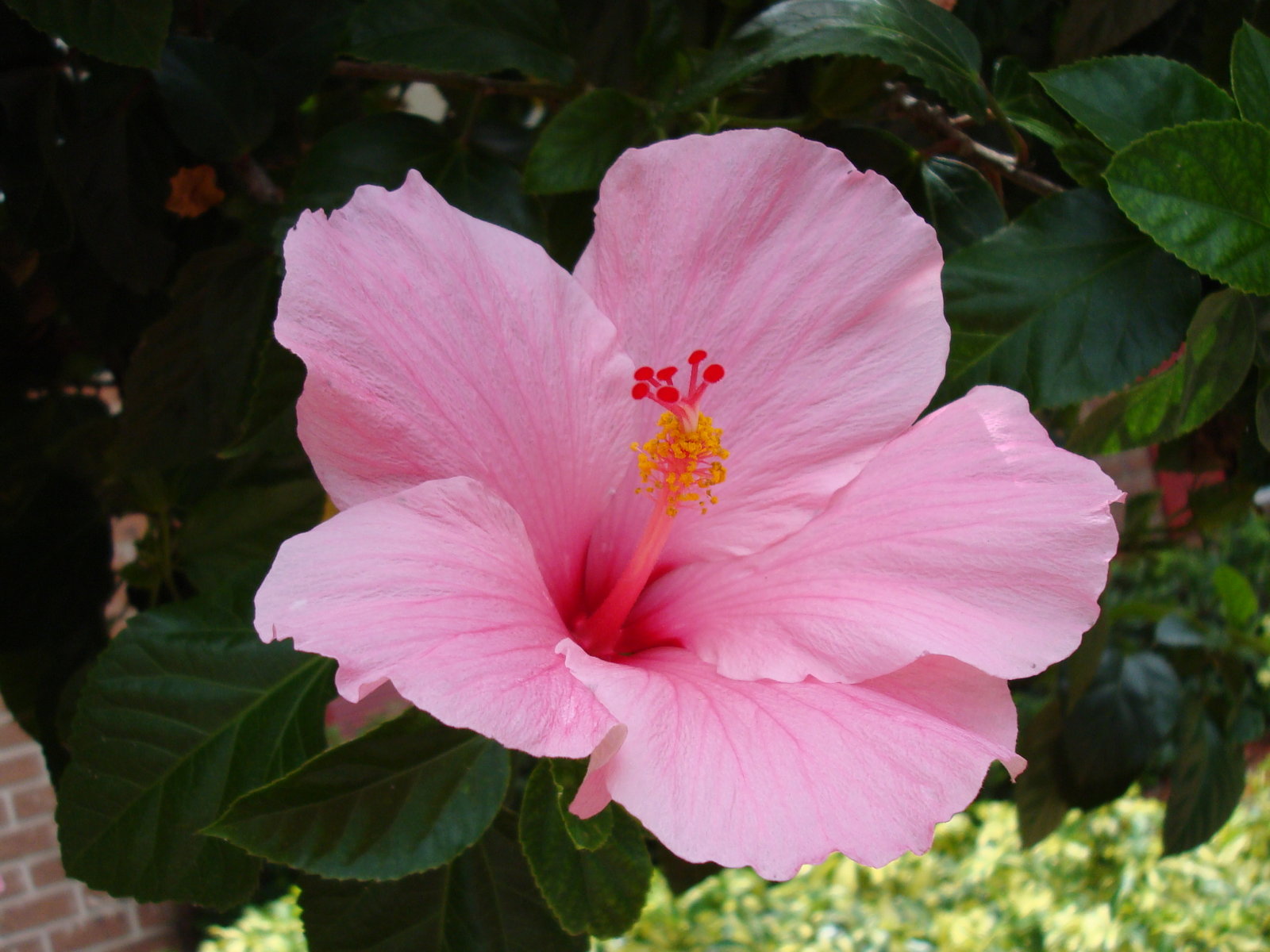 Hibiscus Flower