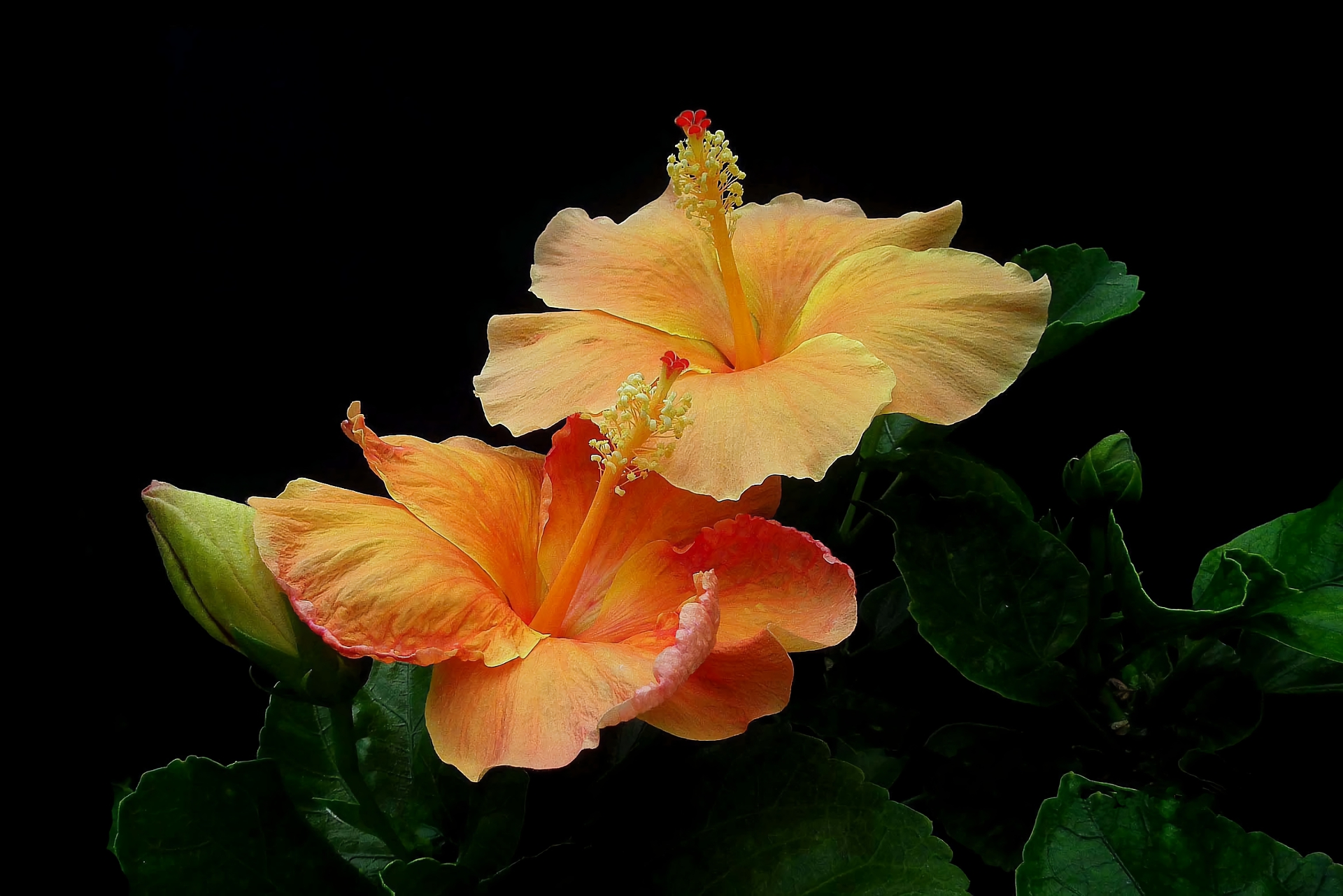 Desktop wallpaper: Hibiscus, Earth, Flower, Orange Flower, Flowers 4K free download for PC. 390627
