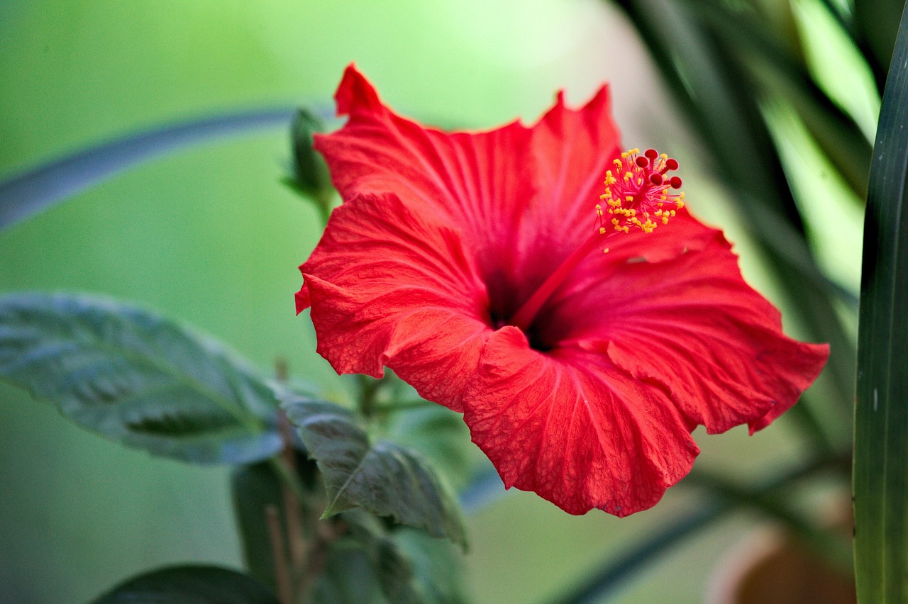 Flower Hibiscus Flowers