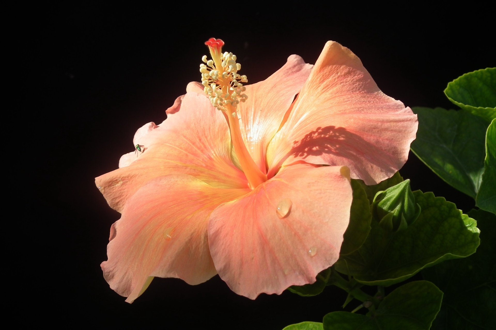 Radiant Pink Hibiscus Close Up: Stunning Nature HD Wallpaper