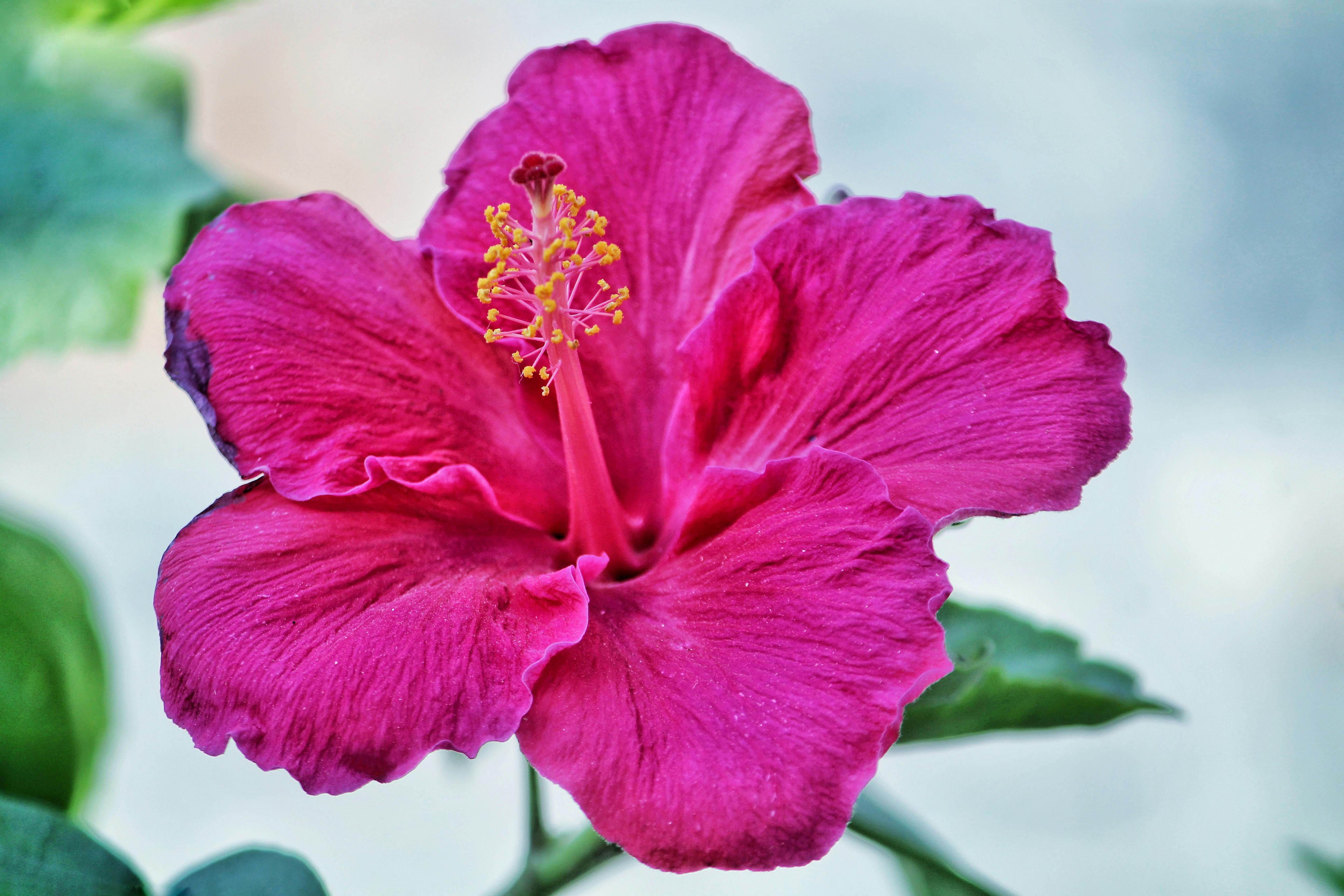 Hibiscus Flower Photo, Download The BEST Free Hibiscus Flower & HD Image