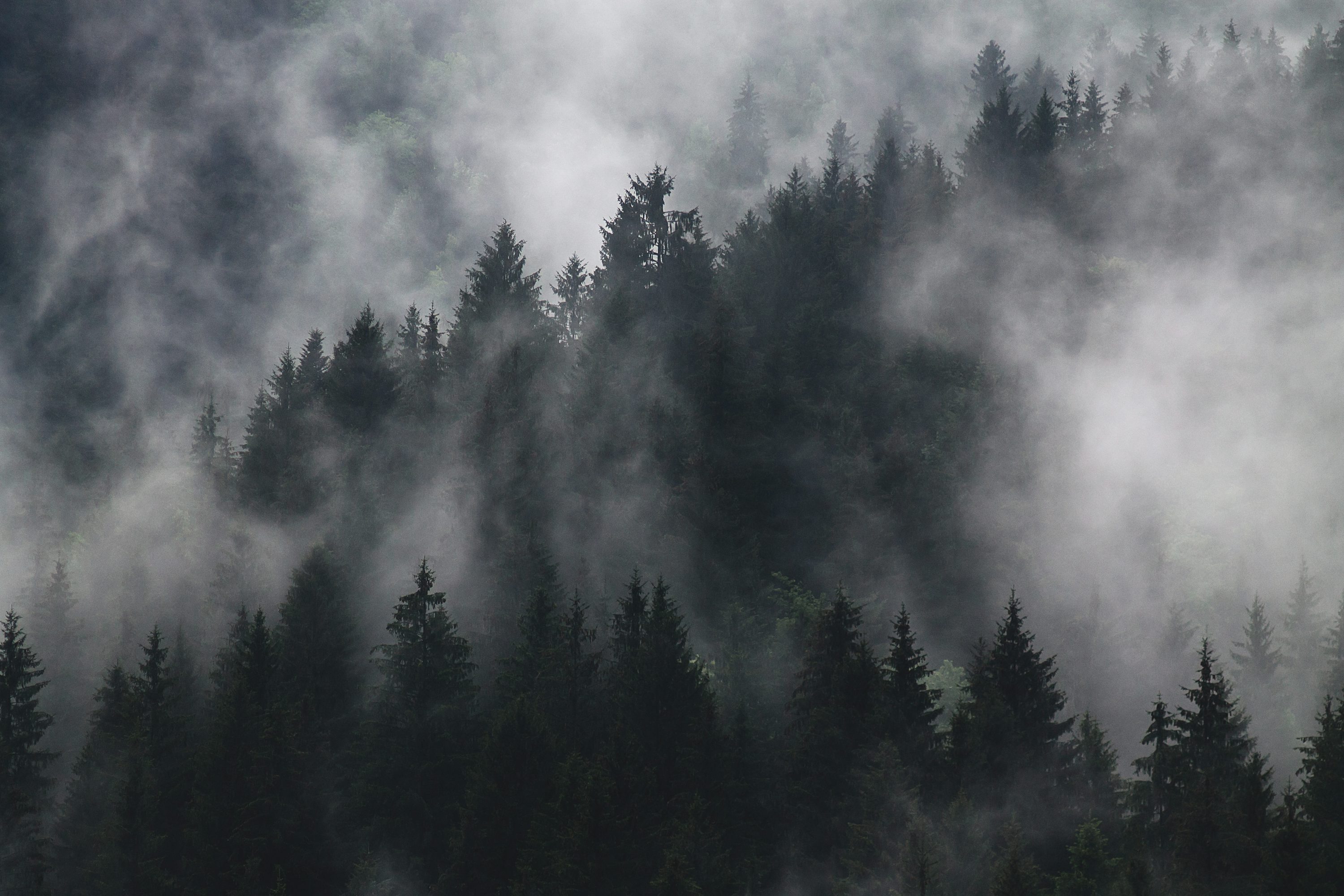 Dark Forest Picture [HD]. Download Free Image