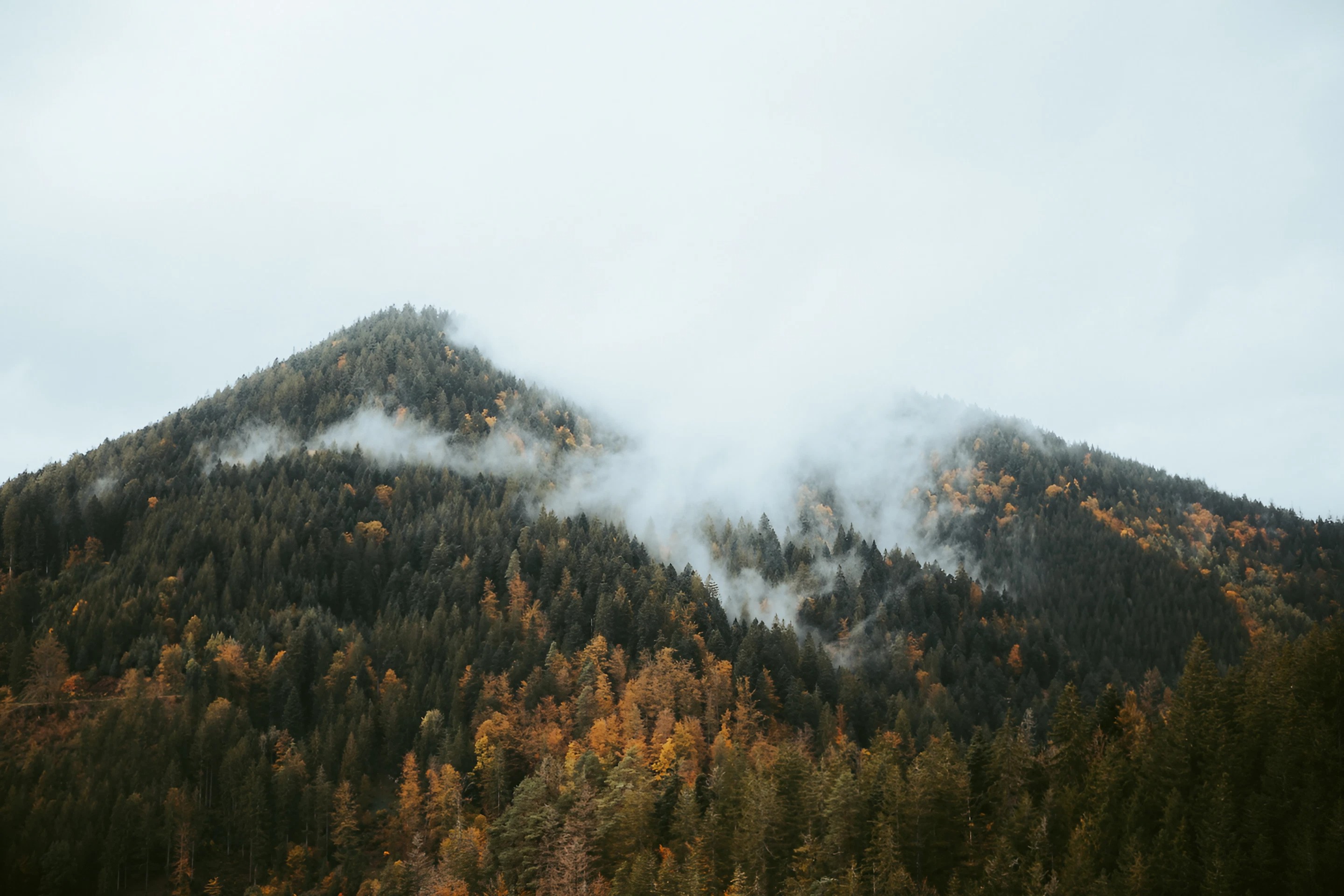 Black Forest MacOS