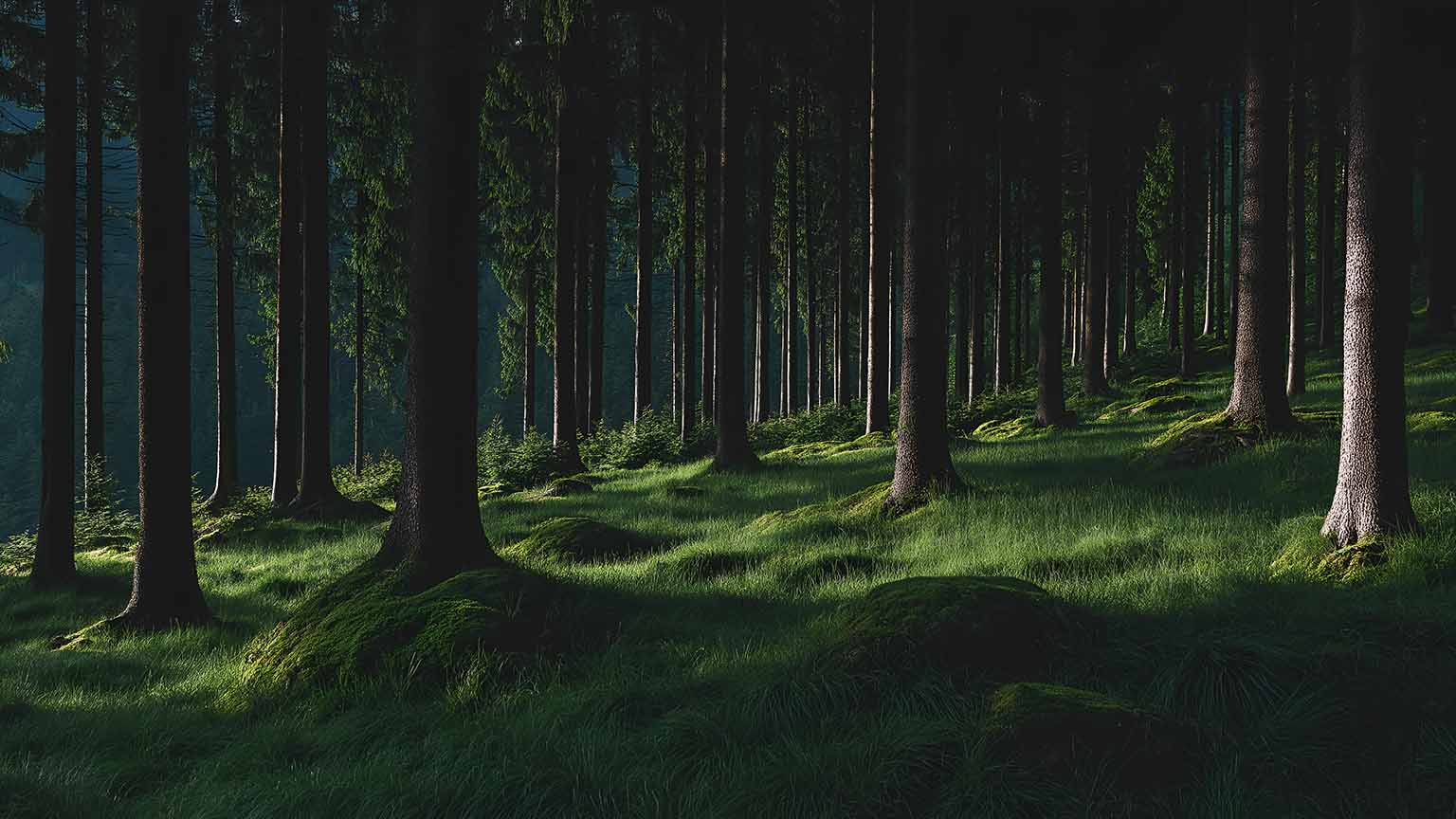 Dark Enchanted Forest Mossy Ground with Sunlight Wallpaper