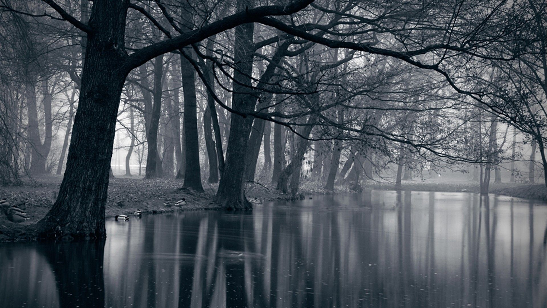 Dark Forest Wallpaper