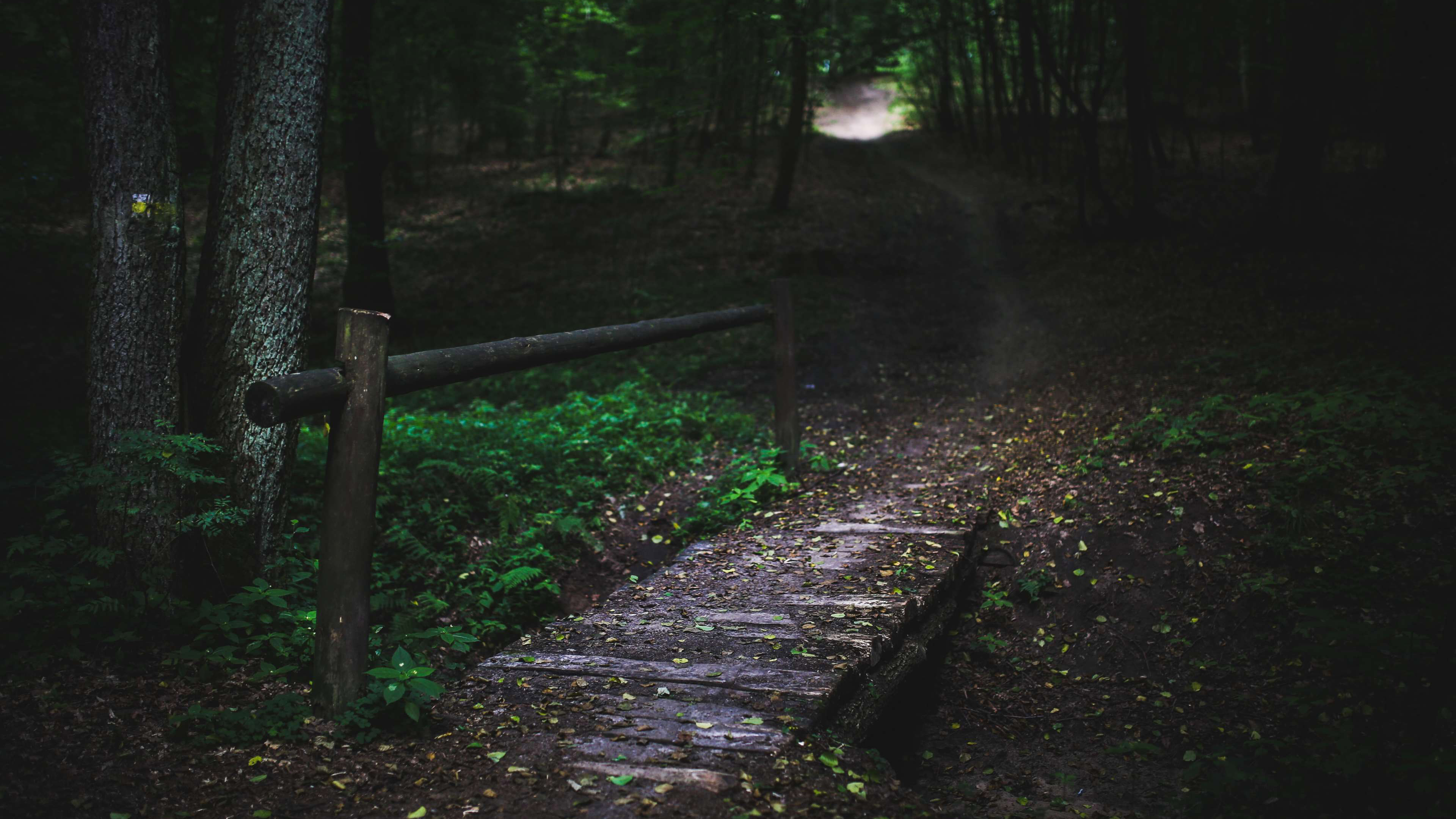 Path In Dark Forest 4K HD Dark Wallpaper
