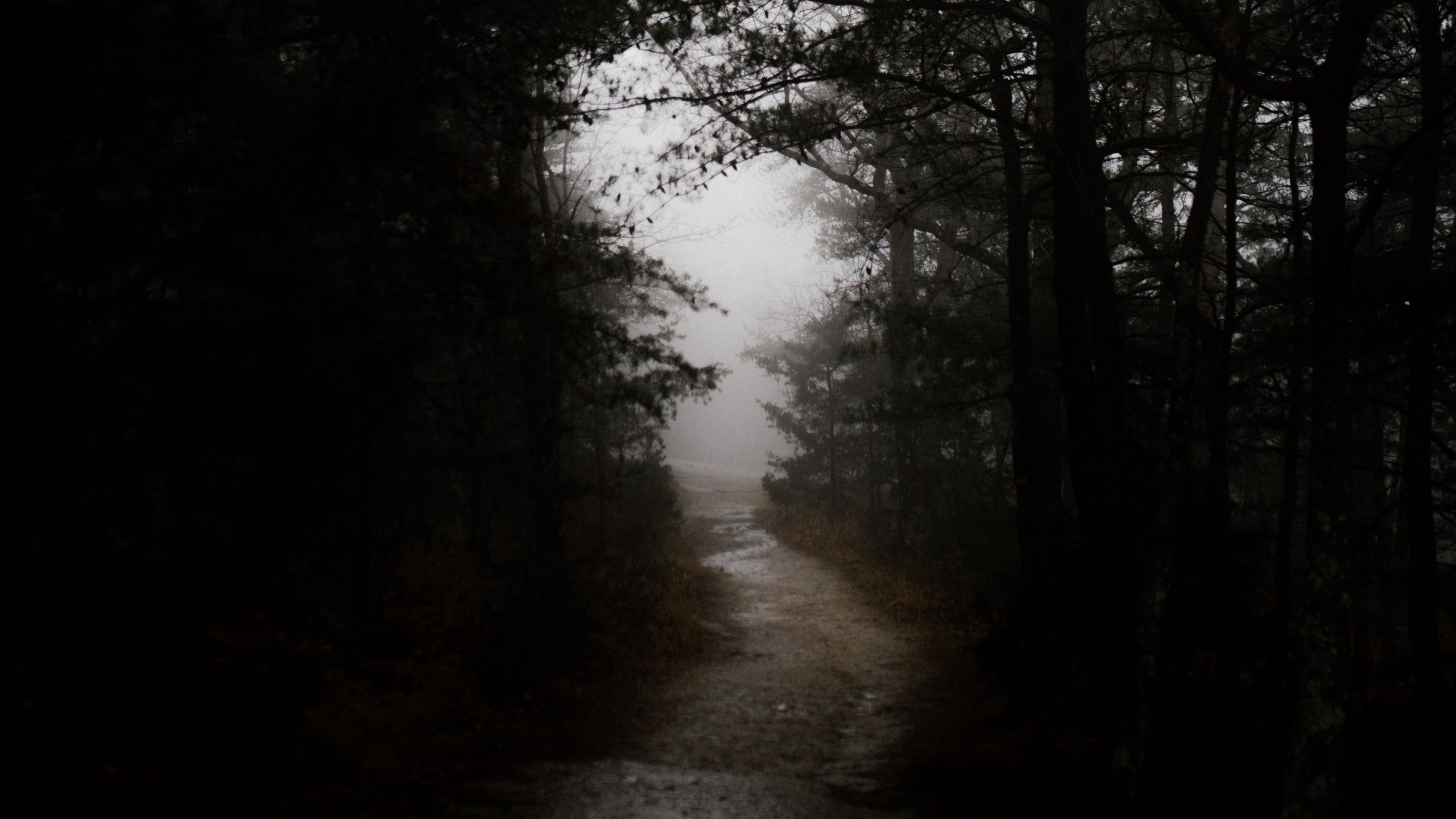 Download wallpaper 2560x1440 dark, forest, road widescreen 16:9 HD background