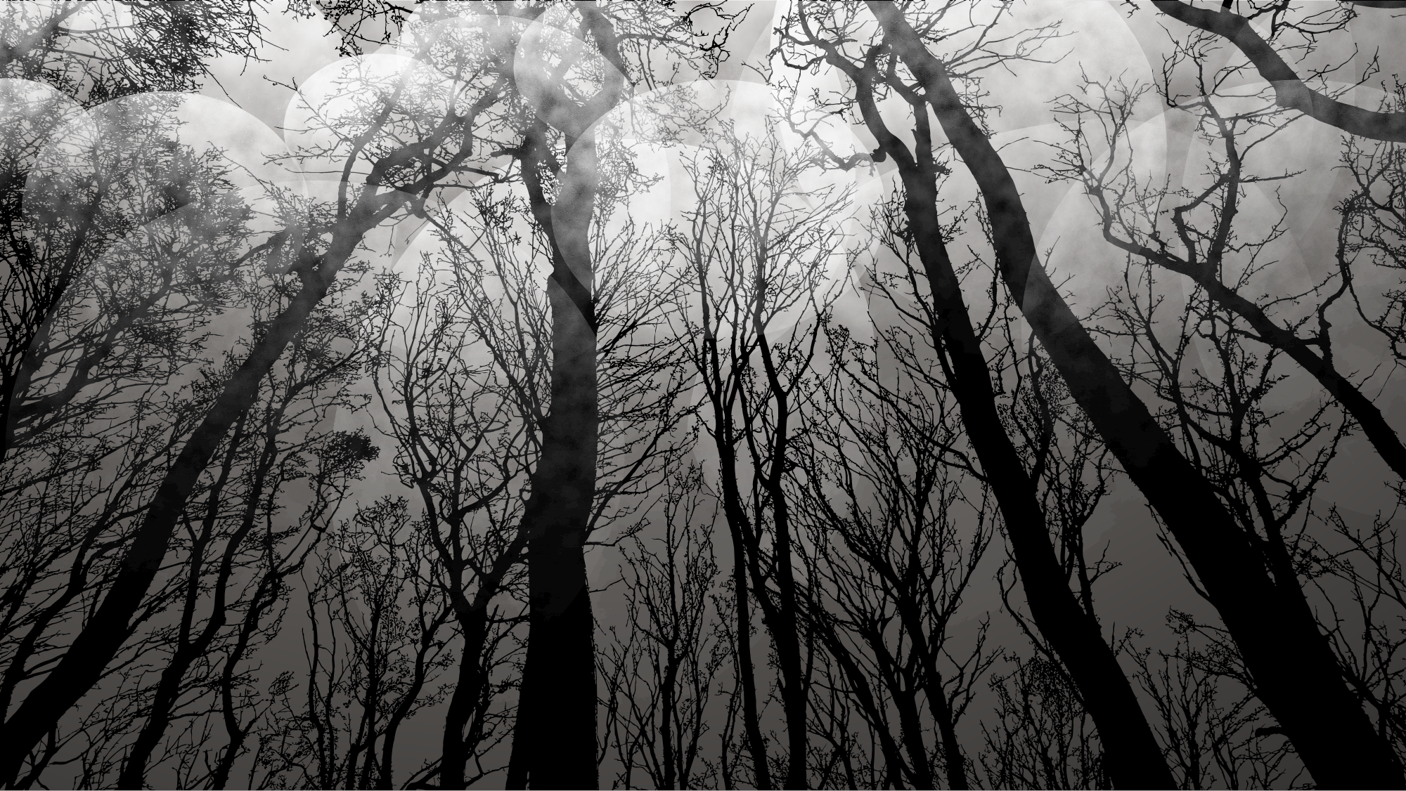 black forest wallpaper