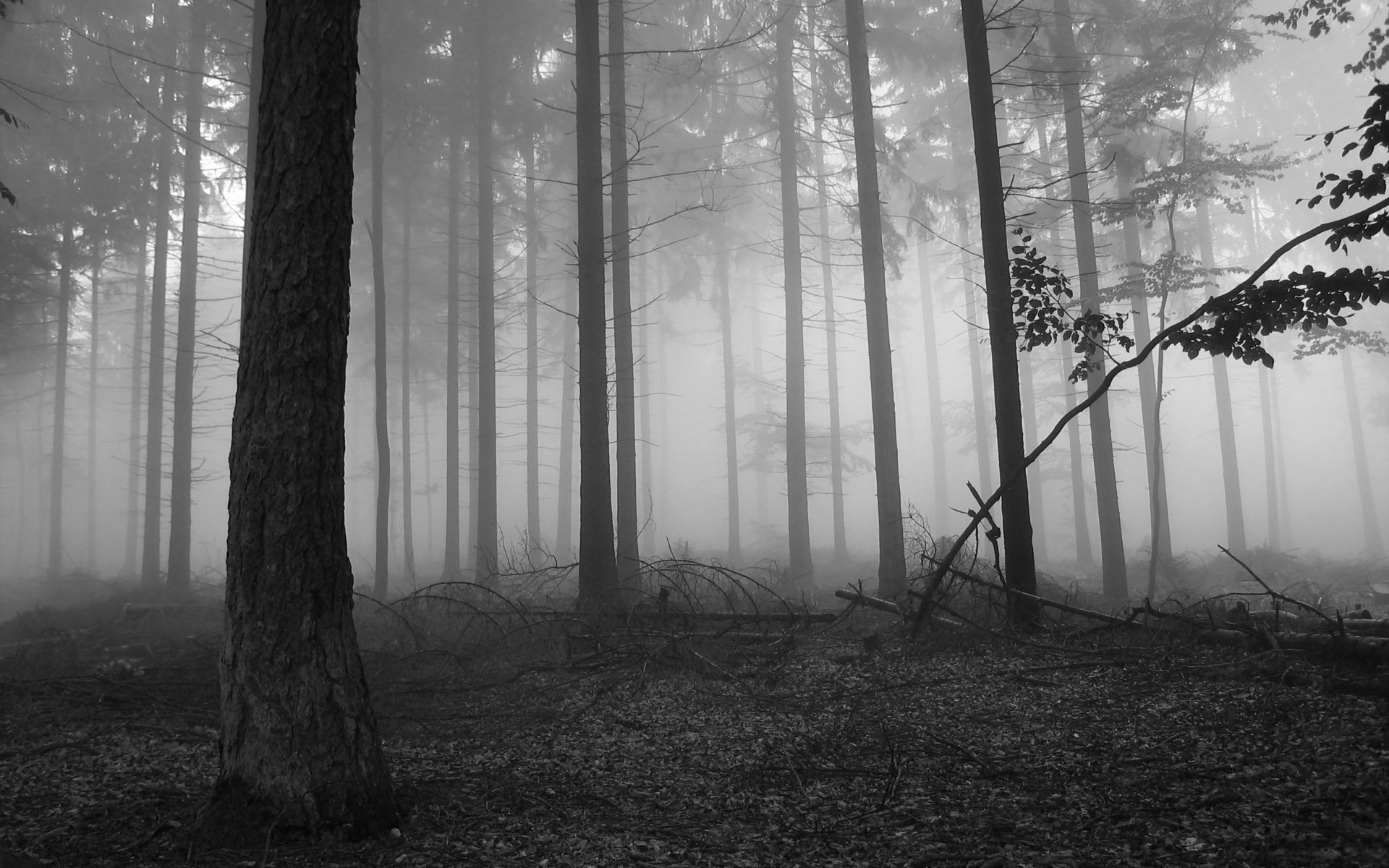 Enigmatic Black & White Forest in Morning Fog Nature Wallpaper