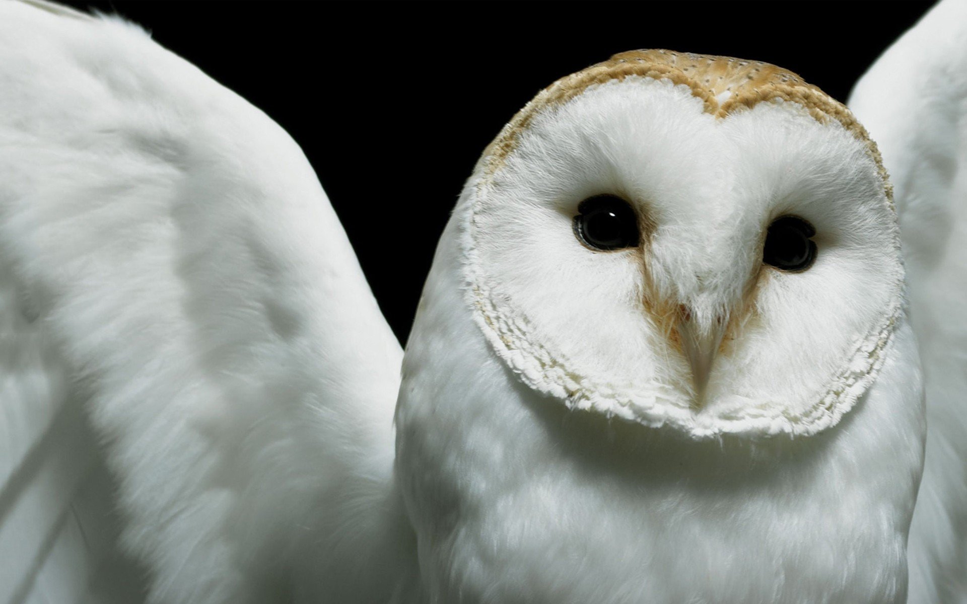 owl, Closeup, Deftones Wallpaper HD / Desktop and Mobile Background