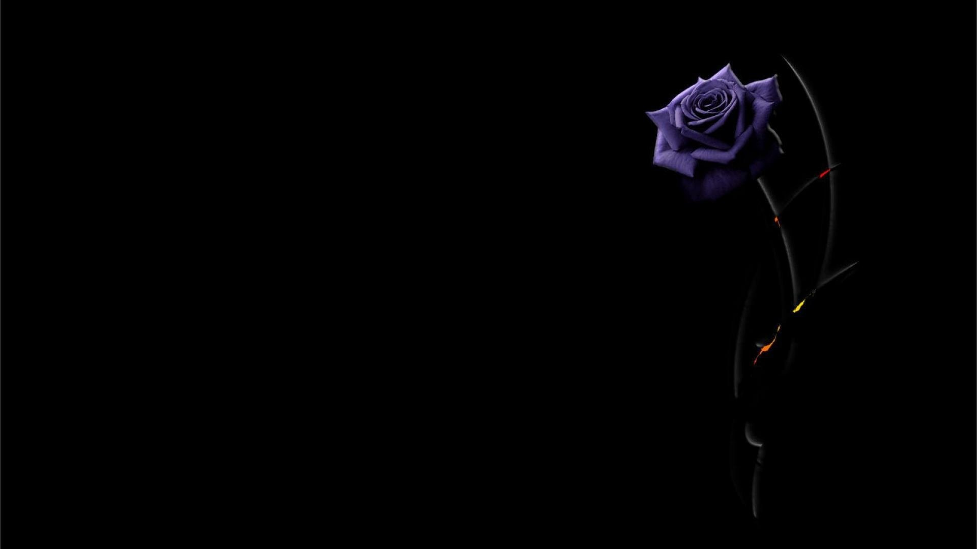 Elegant Purple Rose on Black HD Flower Wallpaper