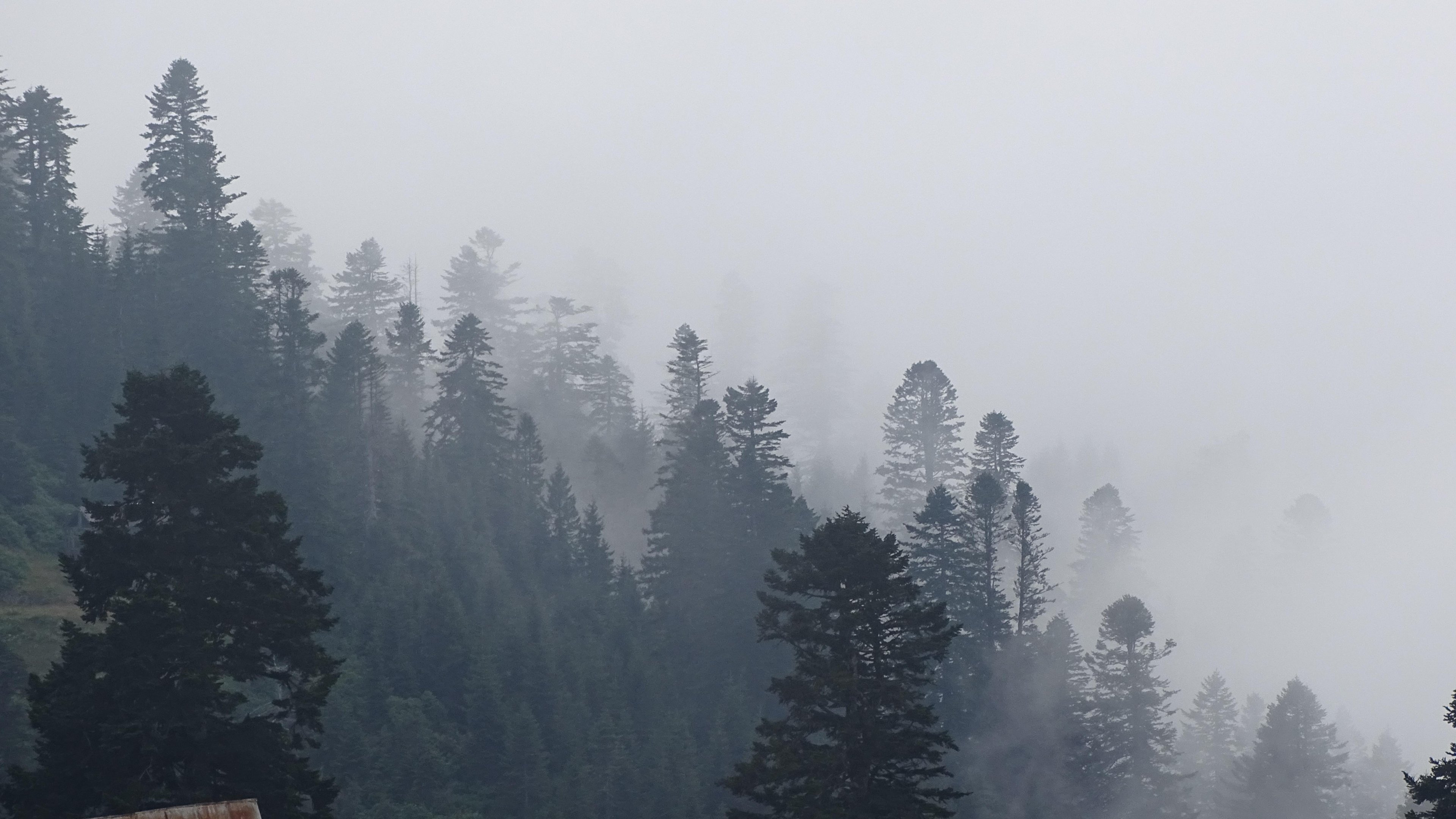 Foggy Trees in Forest Wallpaper, Android & Desktop Background