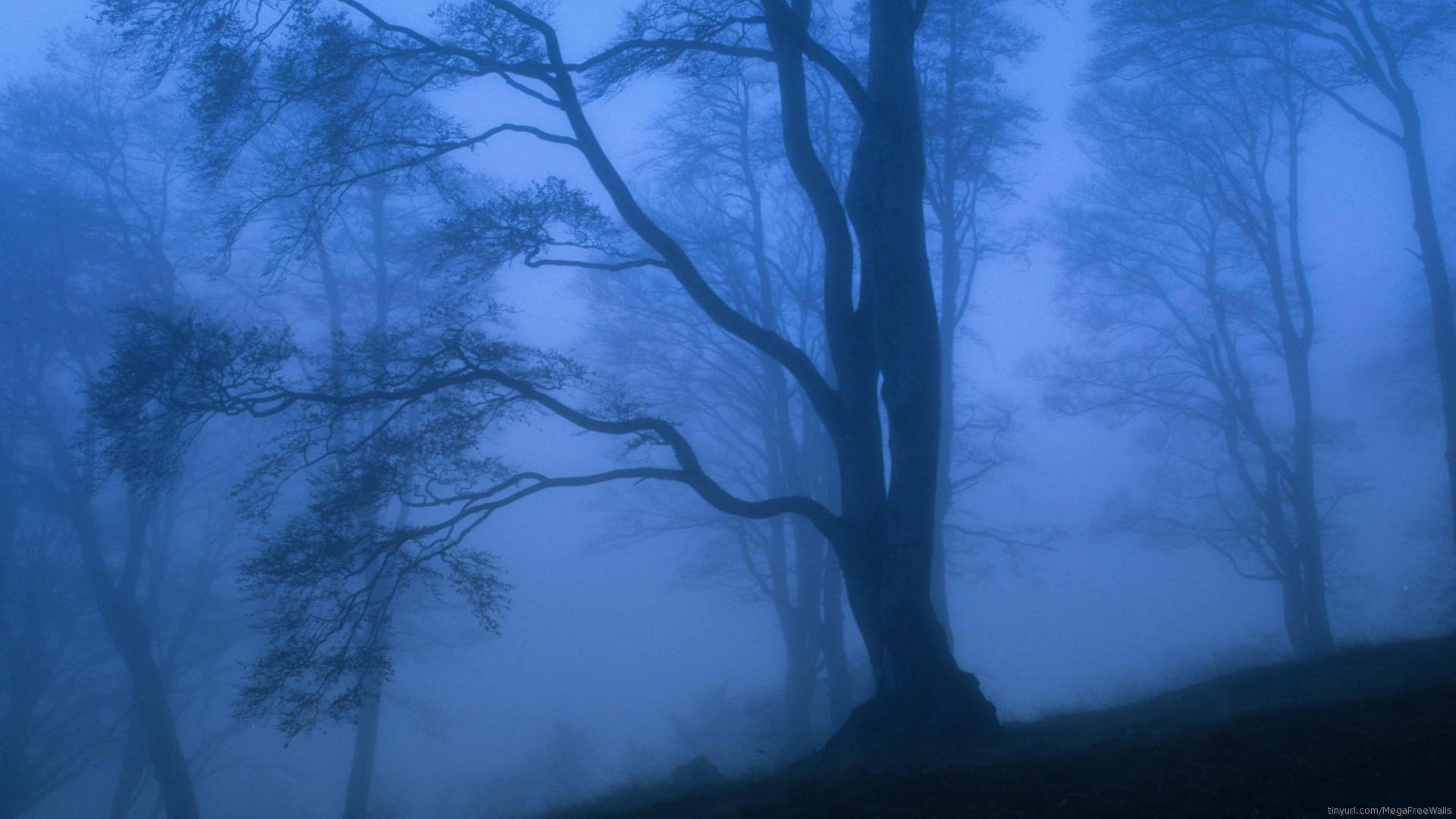 Misty Forest Serenity HD Wallpaper