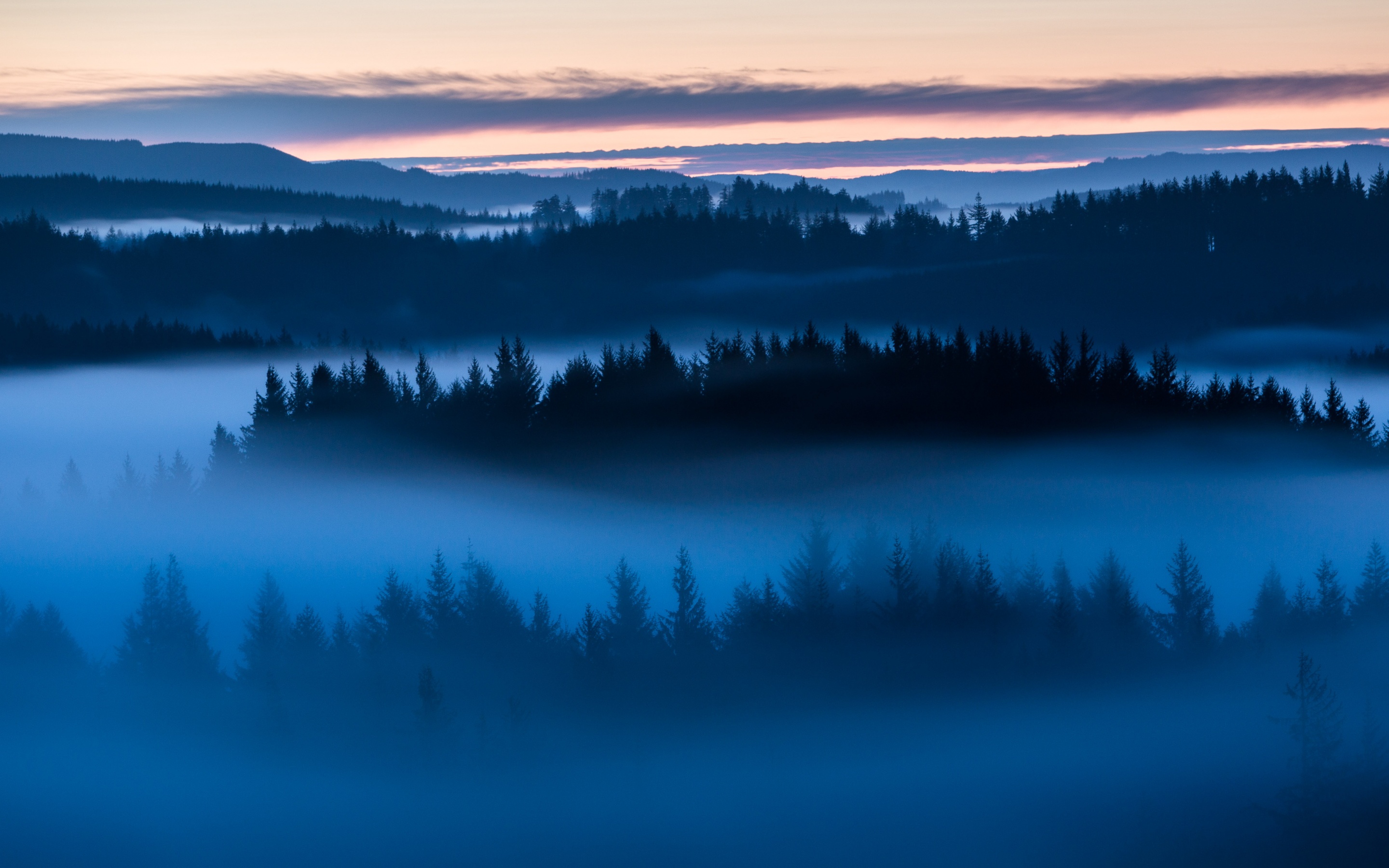 Forest Wallpaper 4K, Sunrise, Fog, Above clouds, Trees