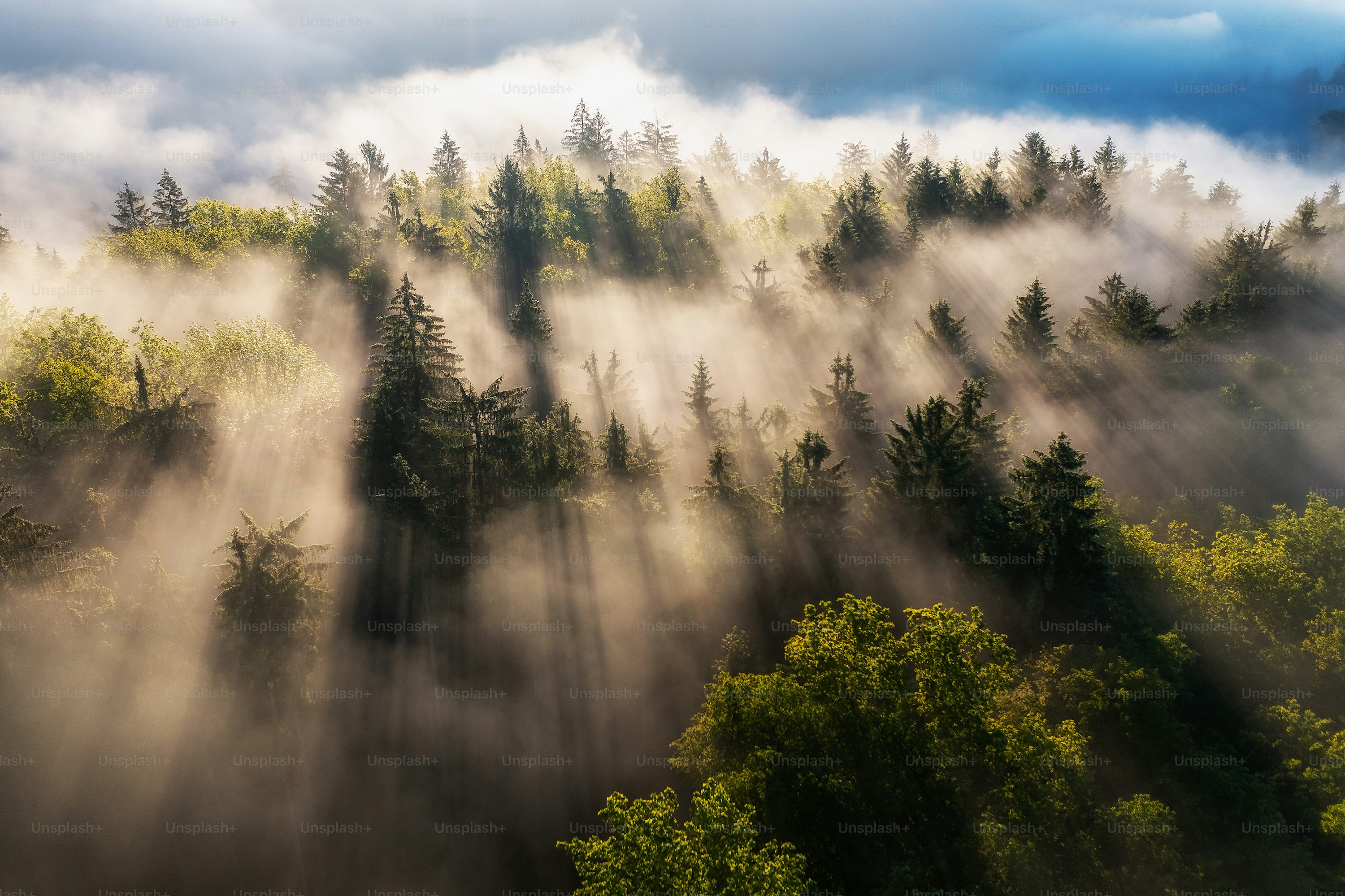 Forest Fog Picture. Download Free Image