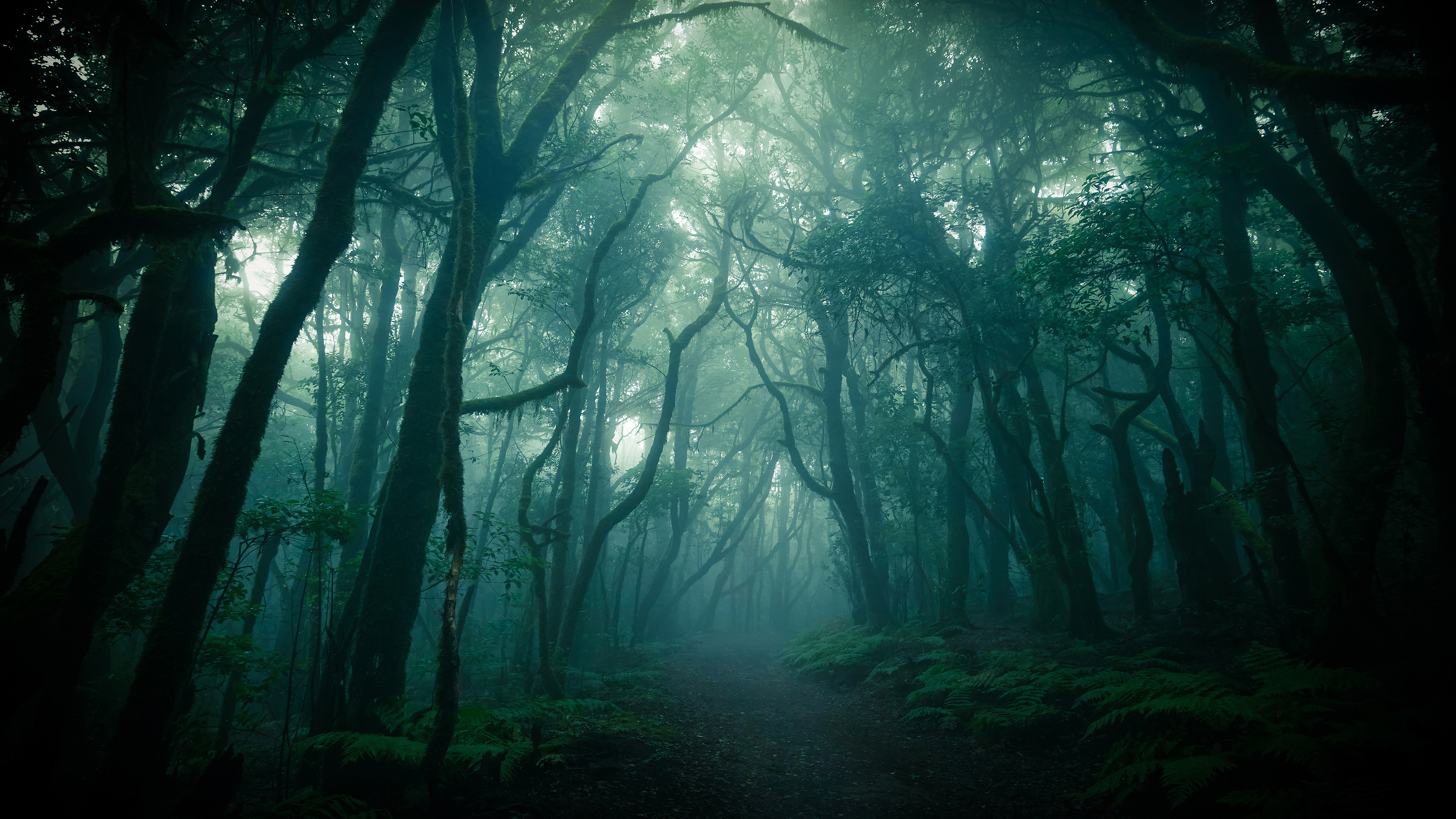 Forest Nature Path Around Trees And Fog 4K HD Nature Wallpaper