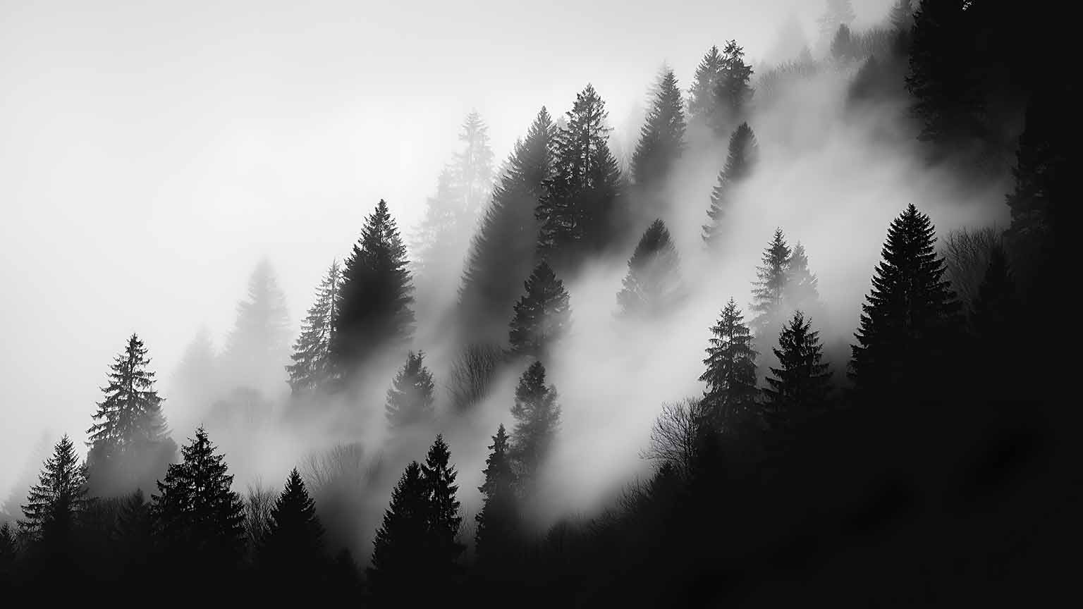 Nature Mysterious Foggy Forest With Pine Trees Wallpaper 4k