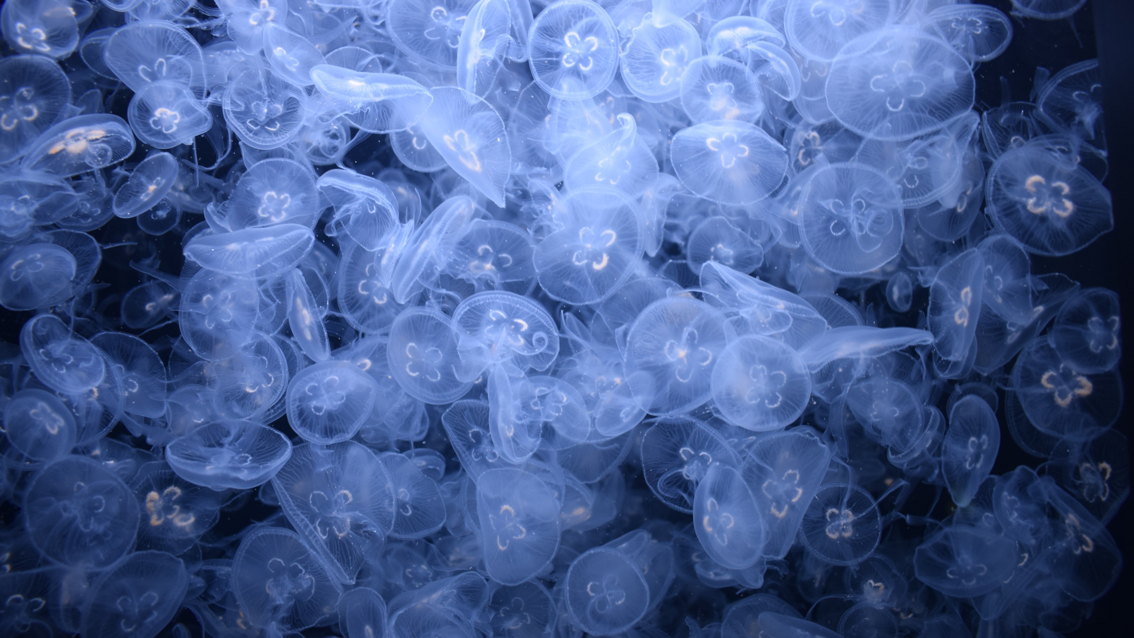 Jellyfishes Wallpaper 4K, Sea Life, Underwater