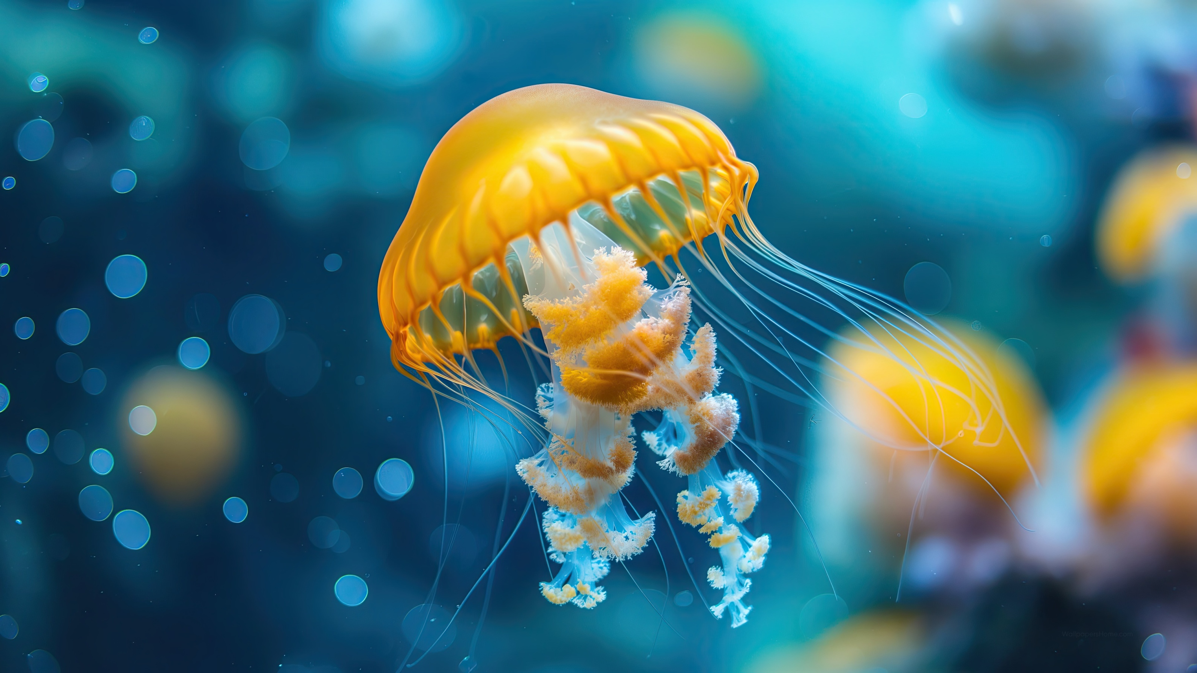 Japanese Sea Nettle Wallpaper 4K, Atlantic