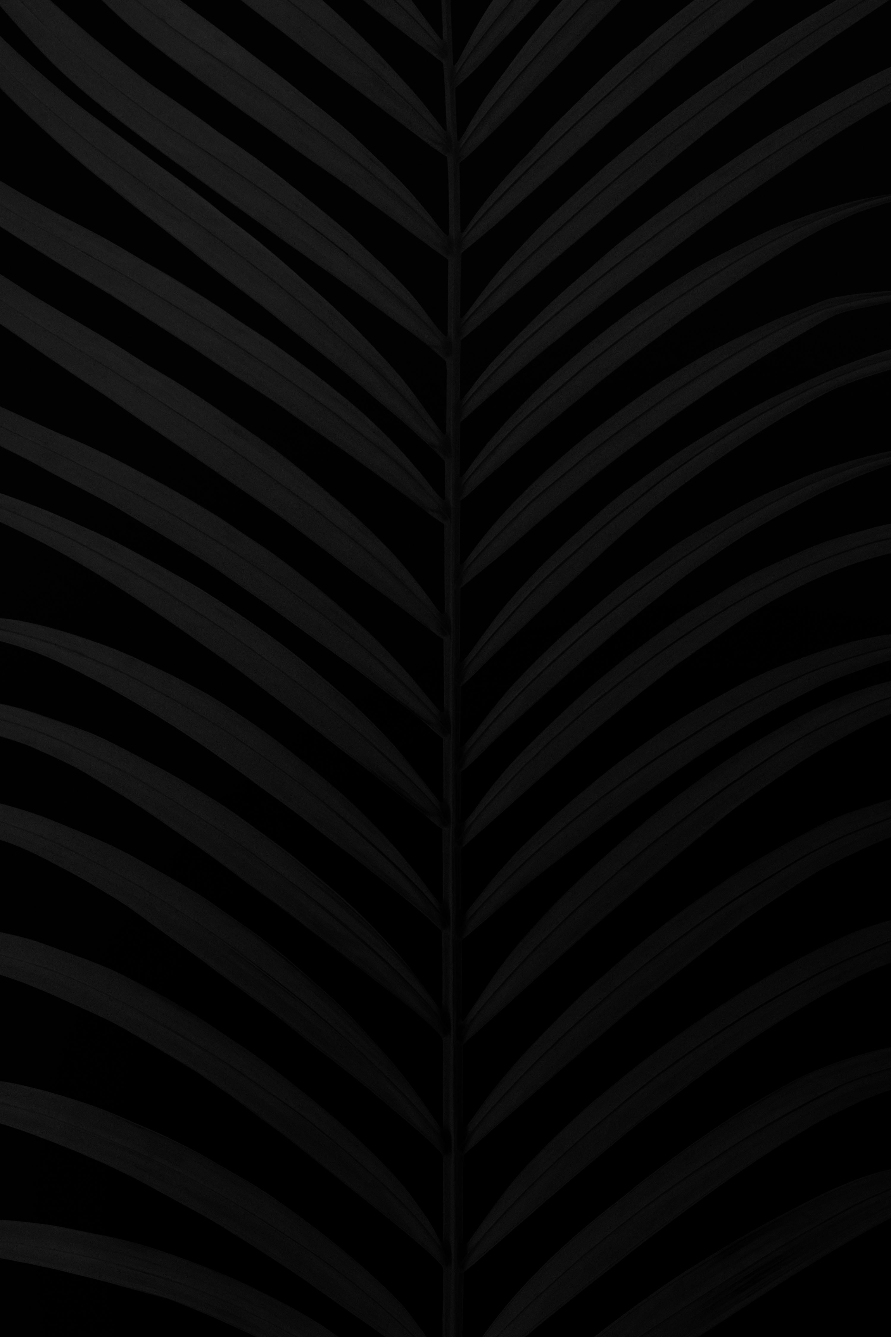 Black Wallpaper: Free HD Download [4K]