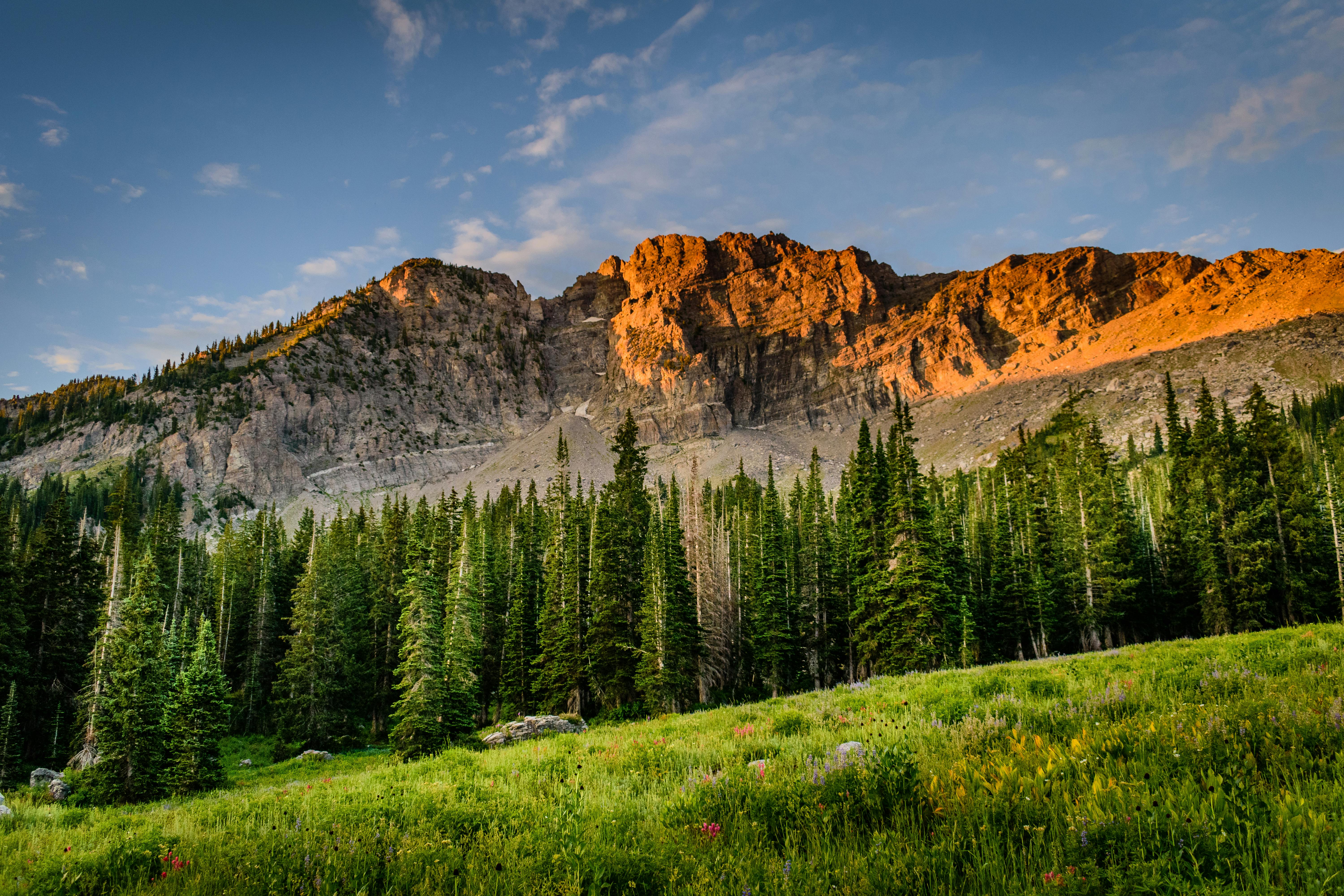 Photo Of Trees And Mountain · Free