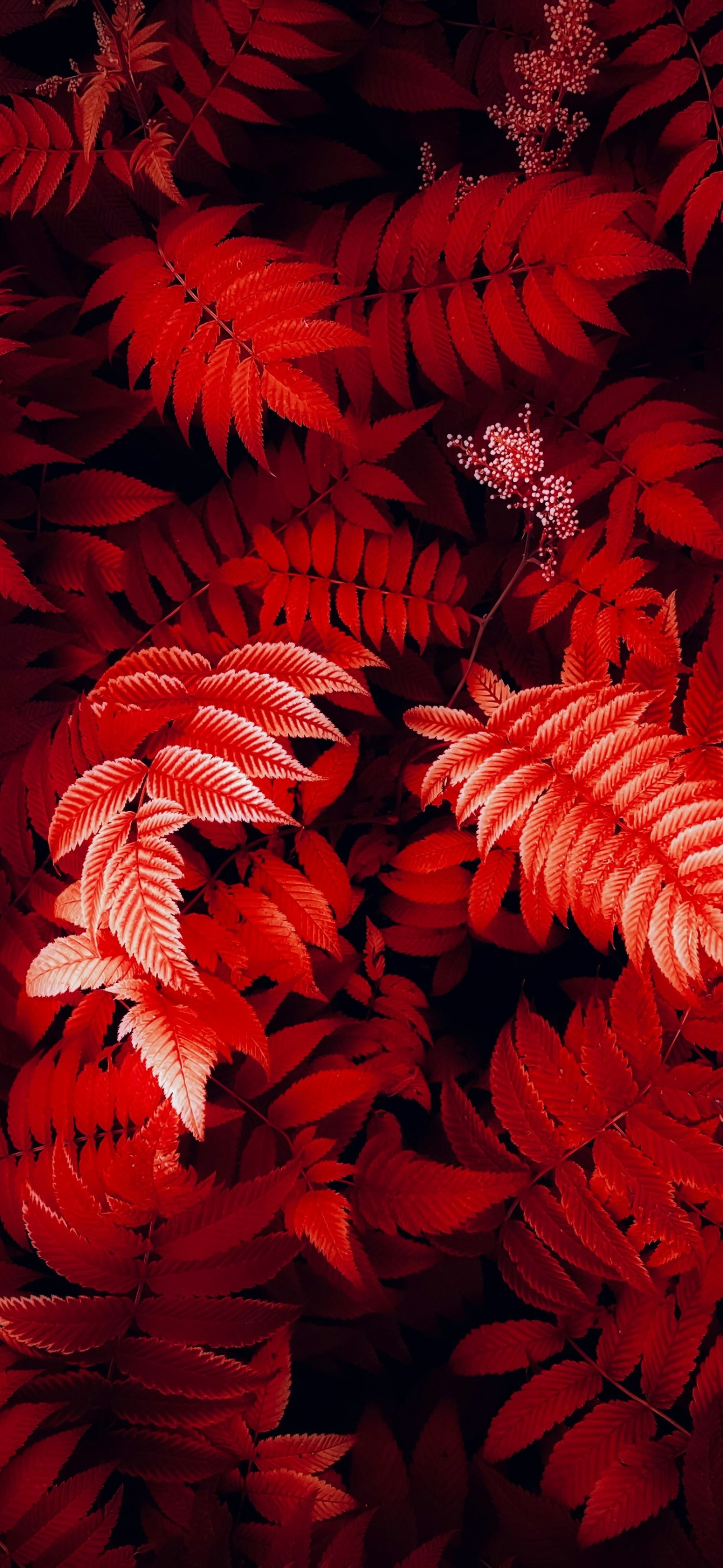 Red leaves Wallpaper 4K, Foliage, Closeup Photography