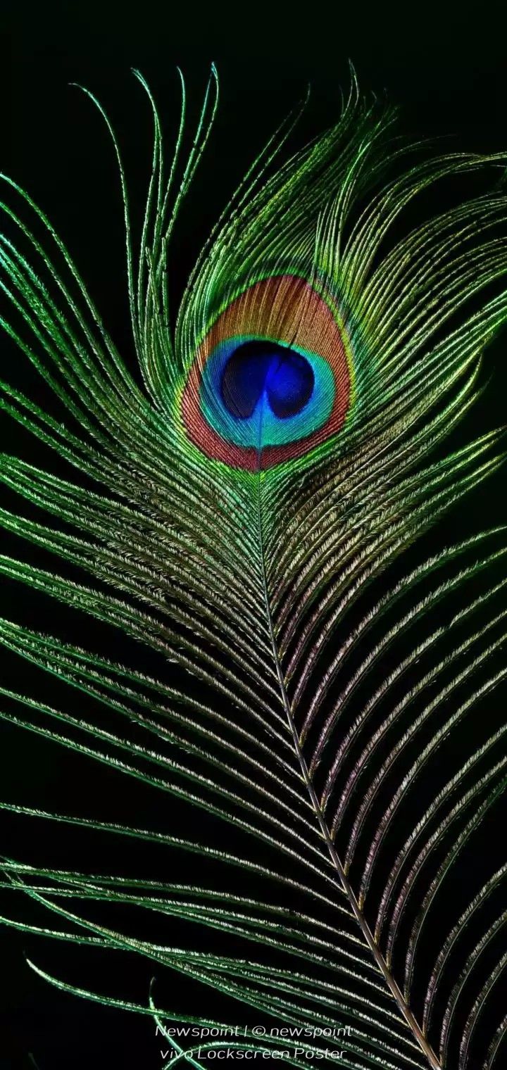 Peacock Feather iPhone Wallpaper