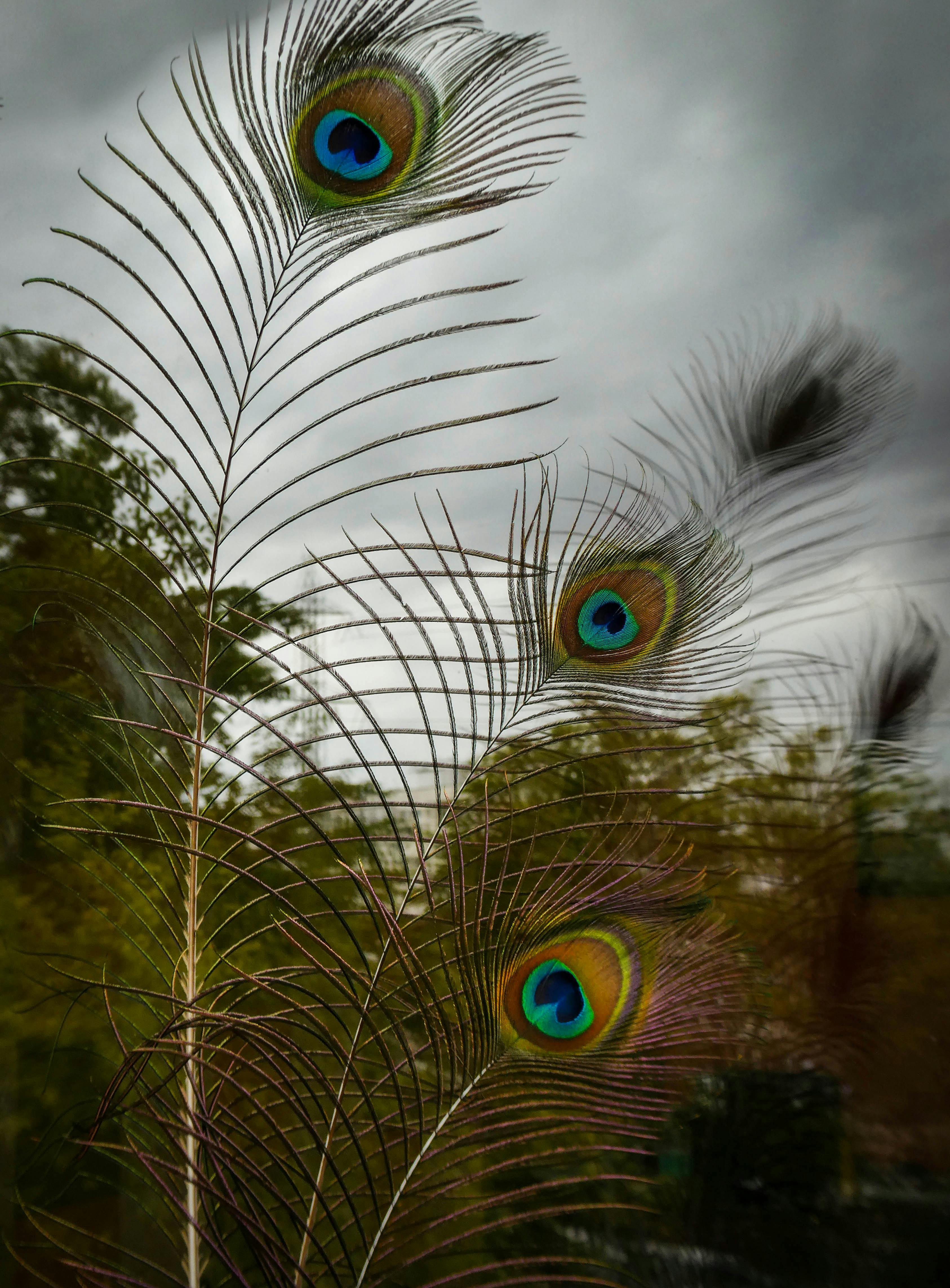 Vivid Peacock Feathers with Natural Background · Free