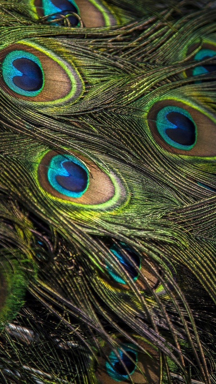 Peacock Feather Close Up, Texture 750x1334 IPhone 8 7 6 6S Wallpaper, Background, Picture, Image