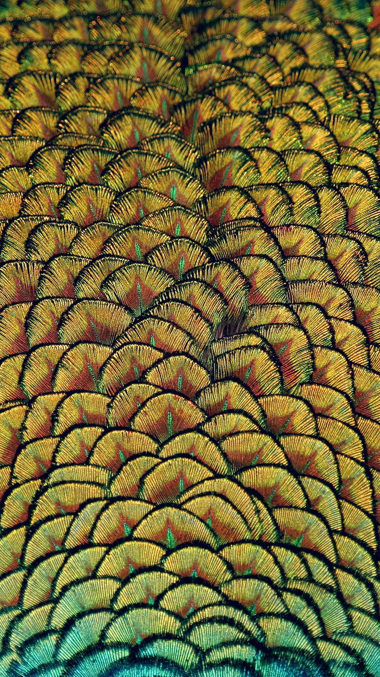 iPhone X wallpaper. peacock bird feather