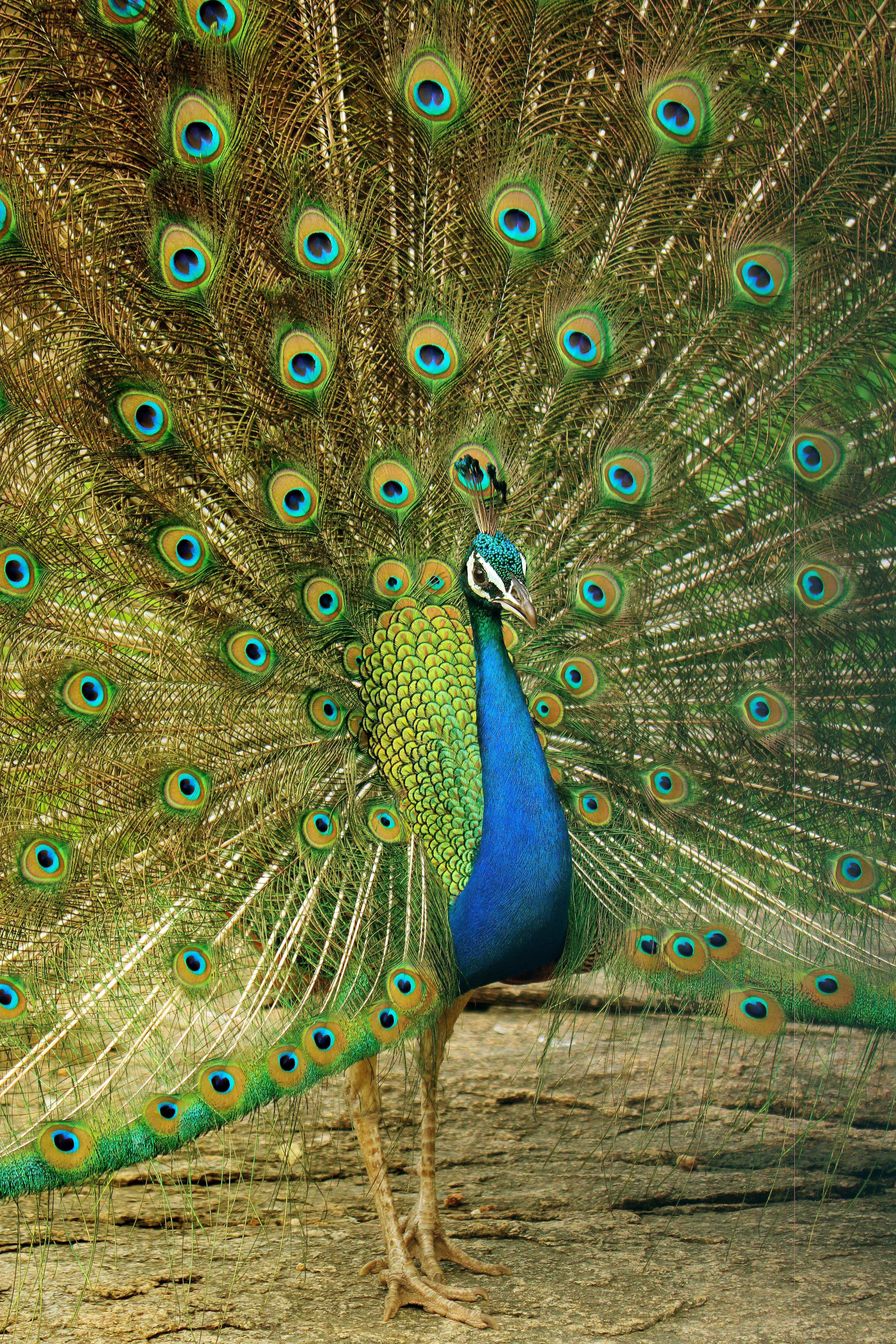 A Beautiful Peacock Feathers · Free