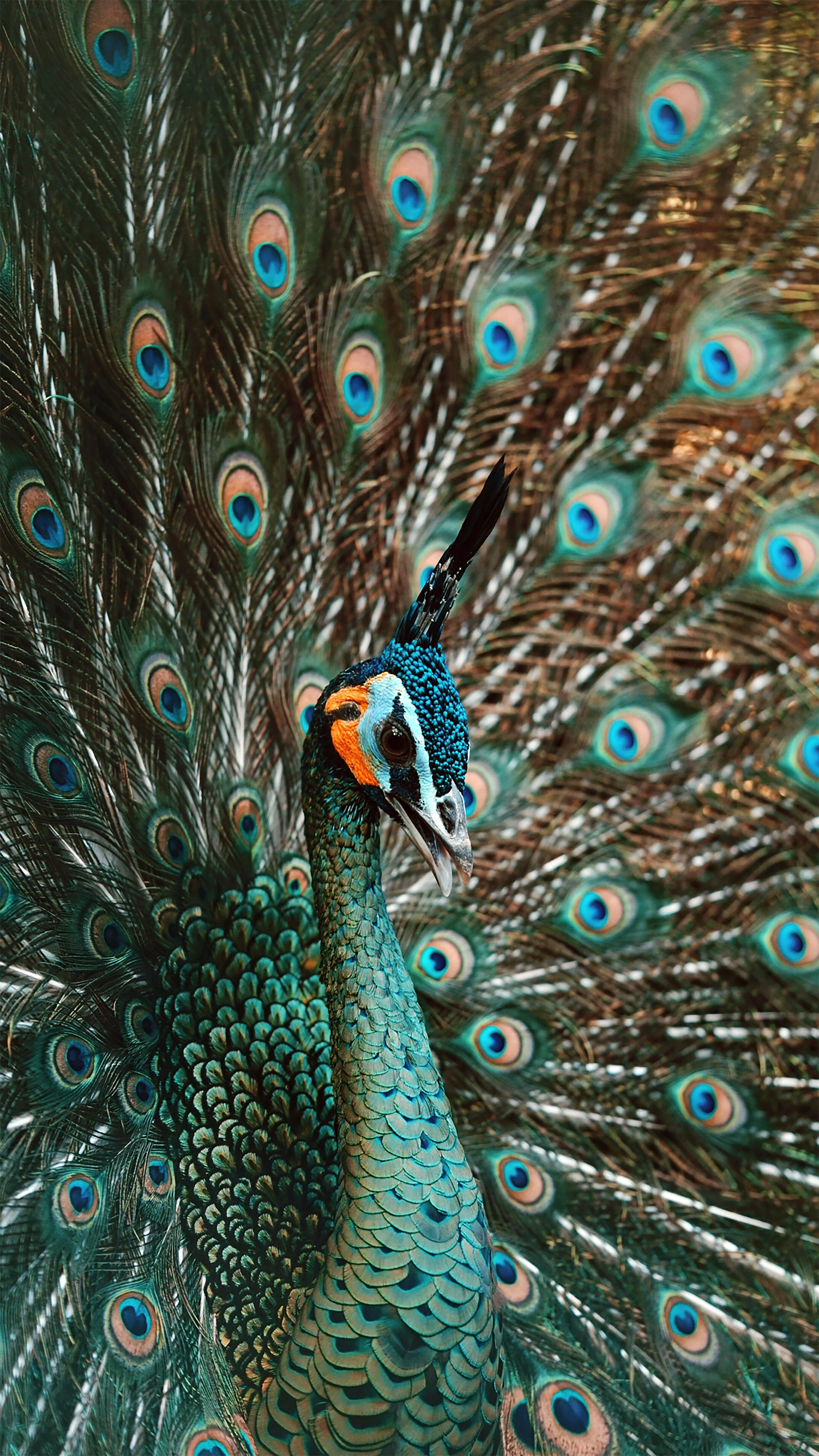 Peacock Feather Picture. Download Free Image