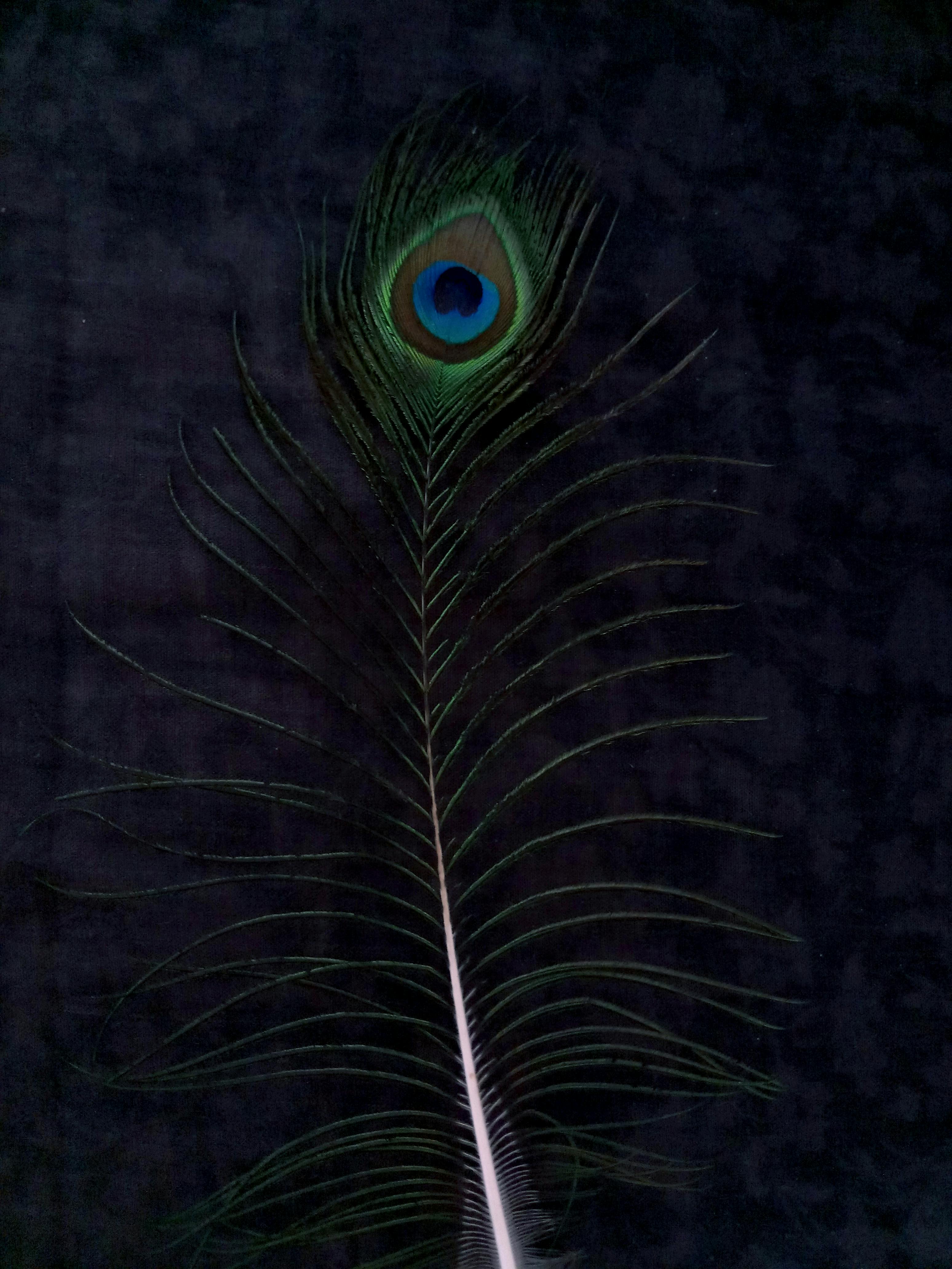 Peacock Feather 8 Photo & Videos Collected