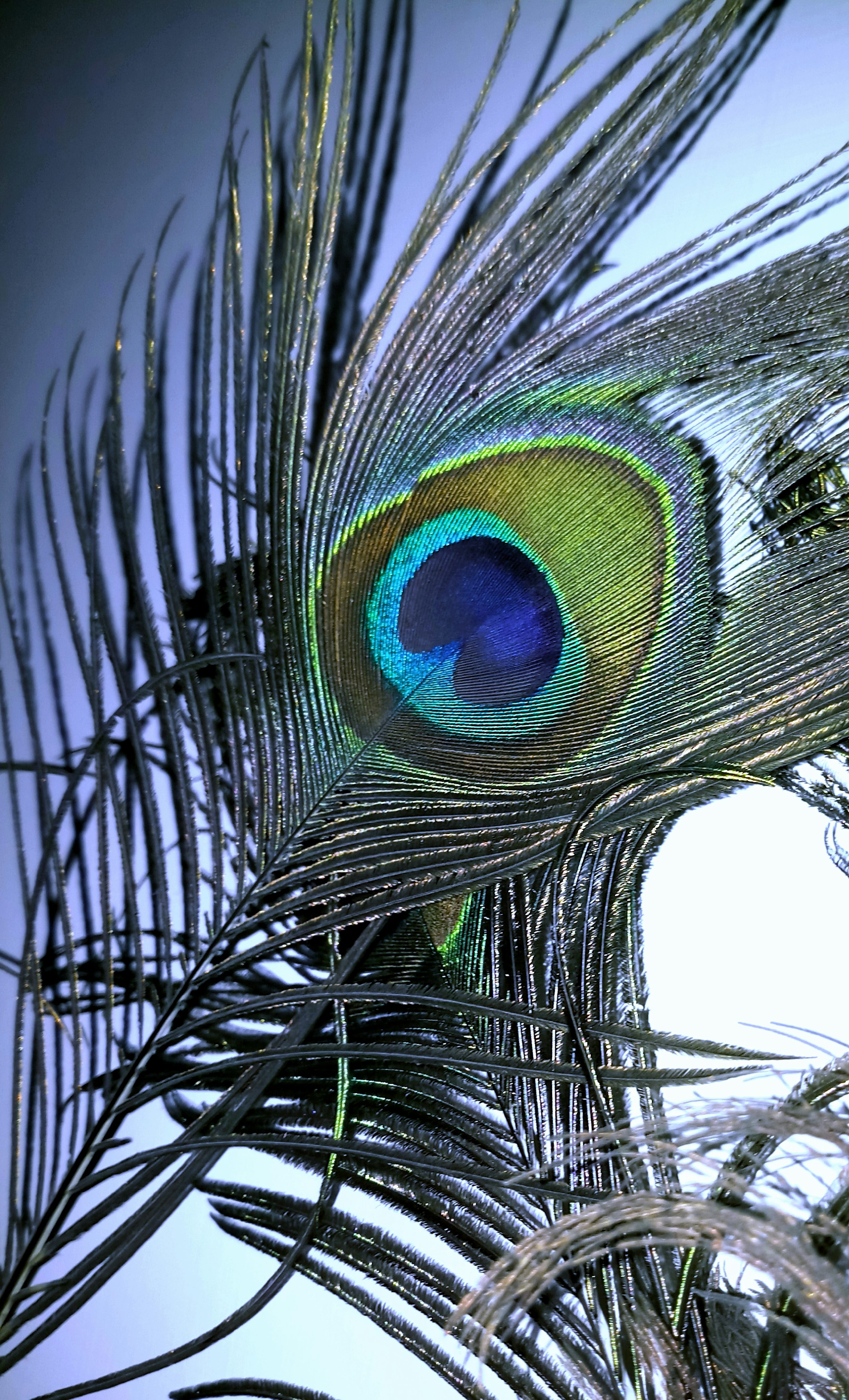 Peacock Feather Picture. Download Free Image