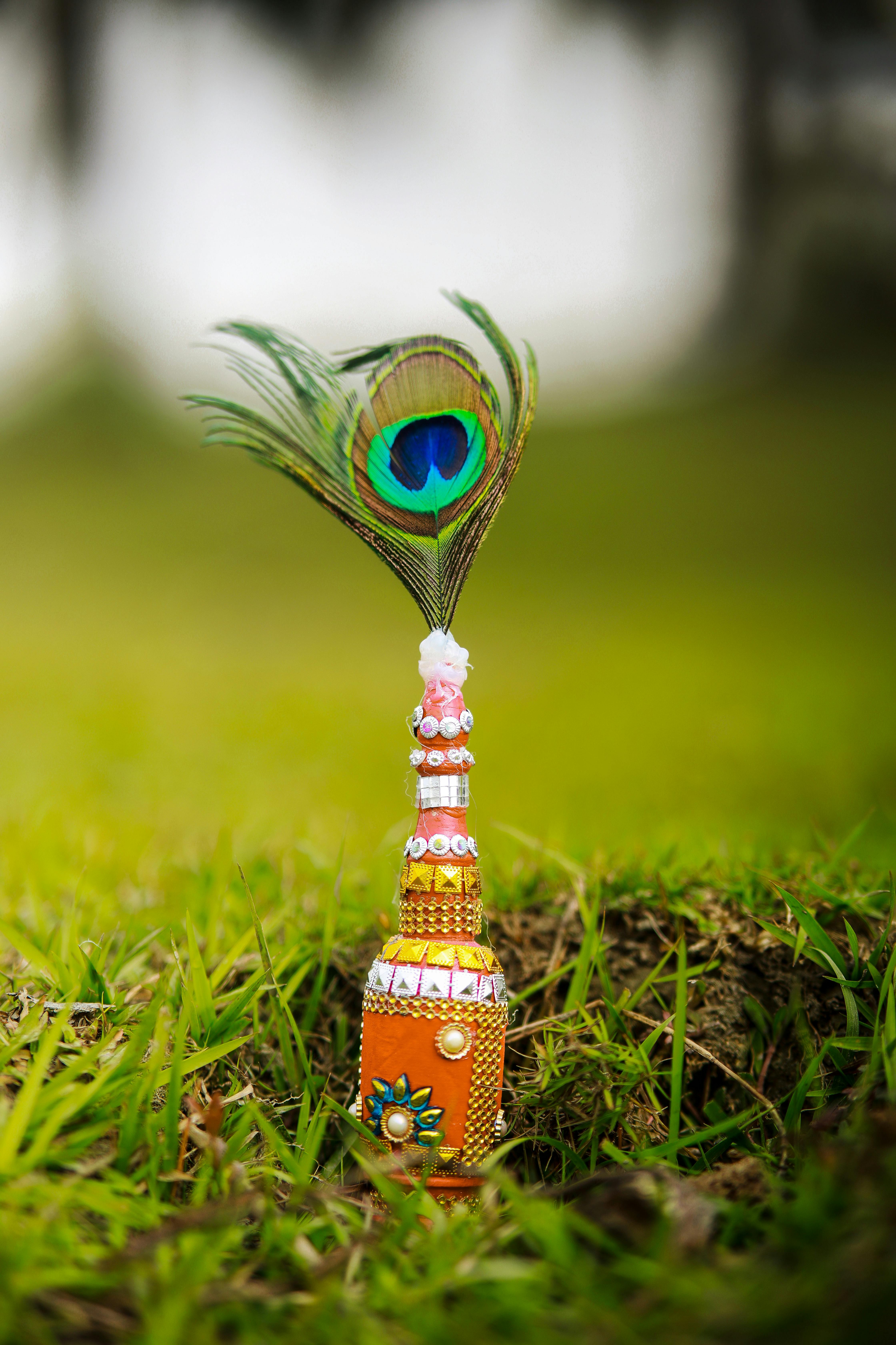 Peacock Feather Decor in Noakhali Field Setting · Free