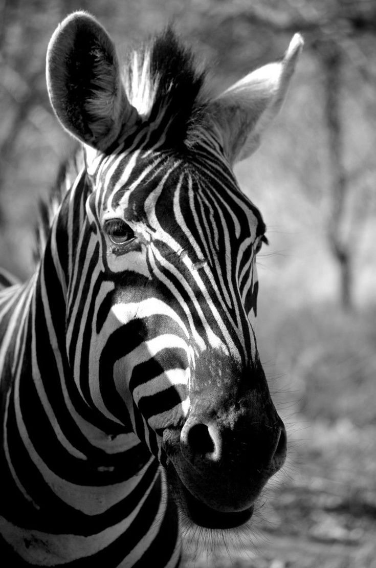 zebra zebras zebra aesthetic zebra wallpaper animals animal animal tattoos animal wallpaper animated