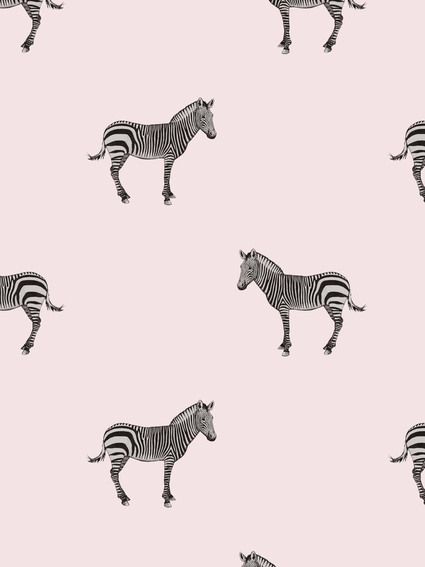 Download Pink Background Mini Zebra Wallpaper