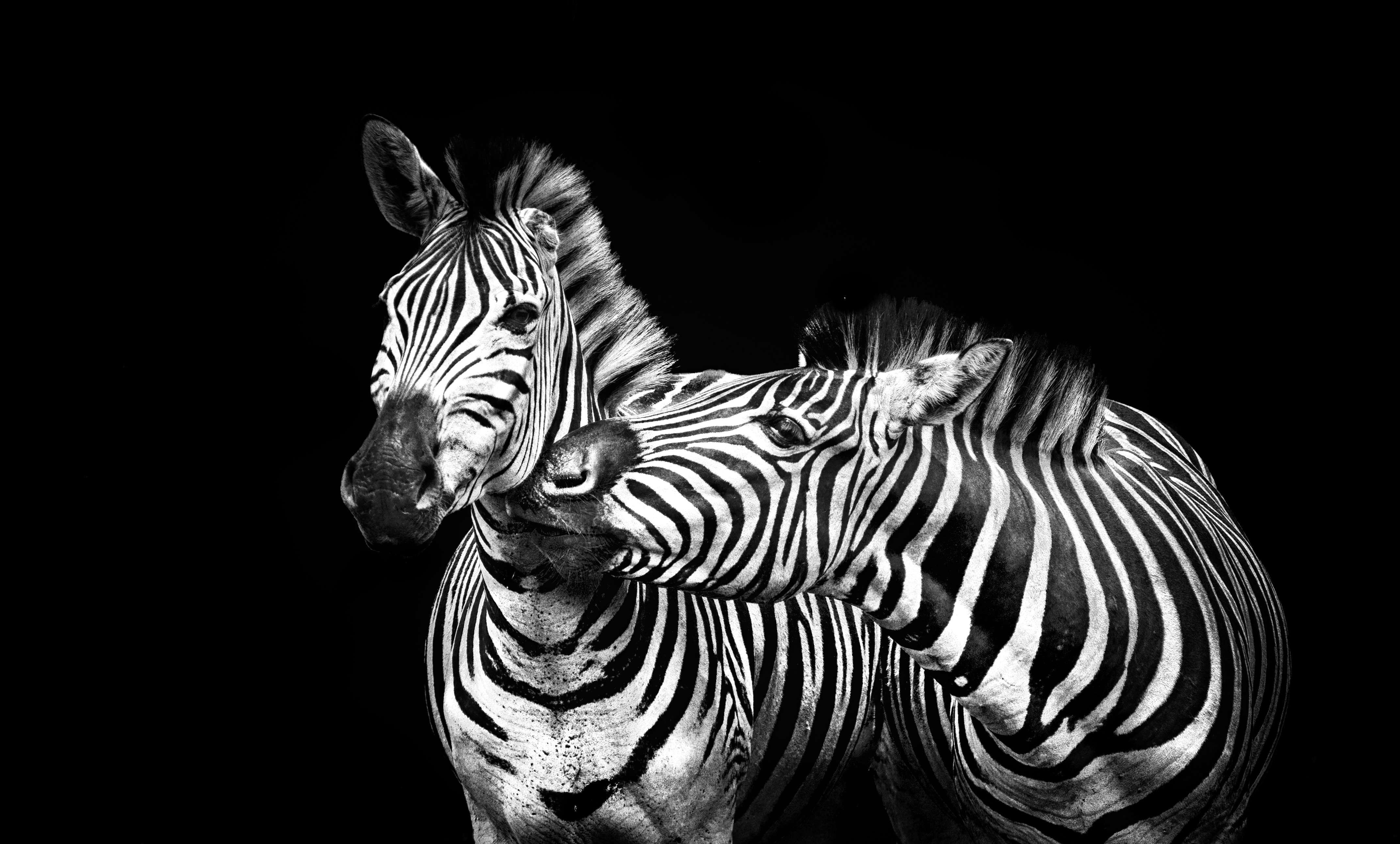 Royalty Free Photo: Two Zebra Portrait